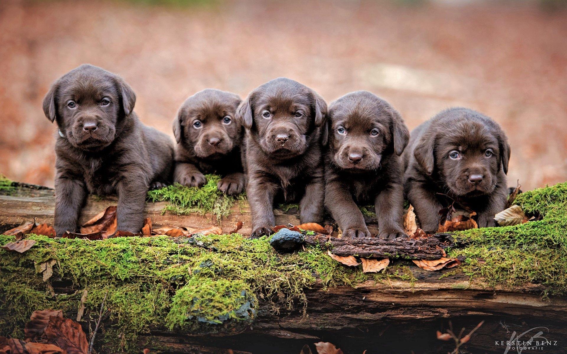 Chocolate Lab Puppies Wallpapers Top Free Chocolate Lab Puppies