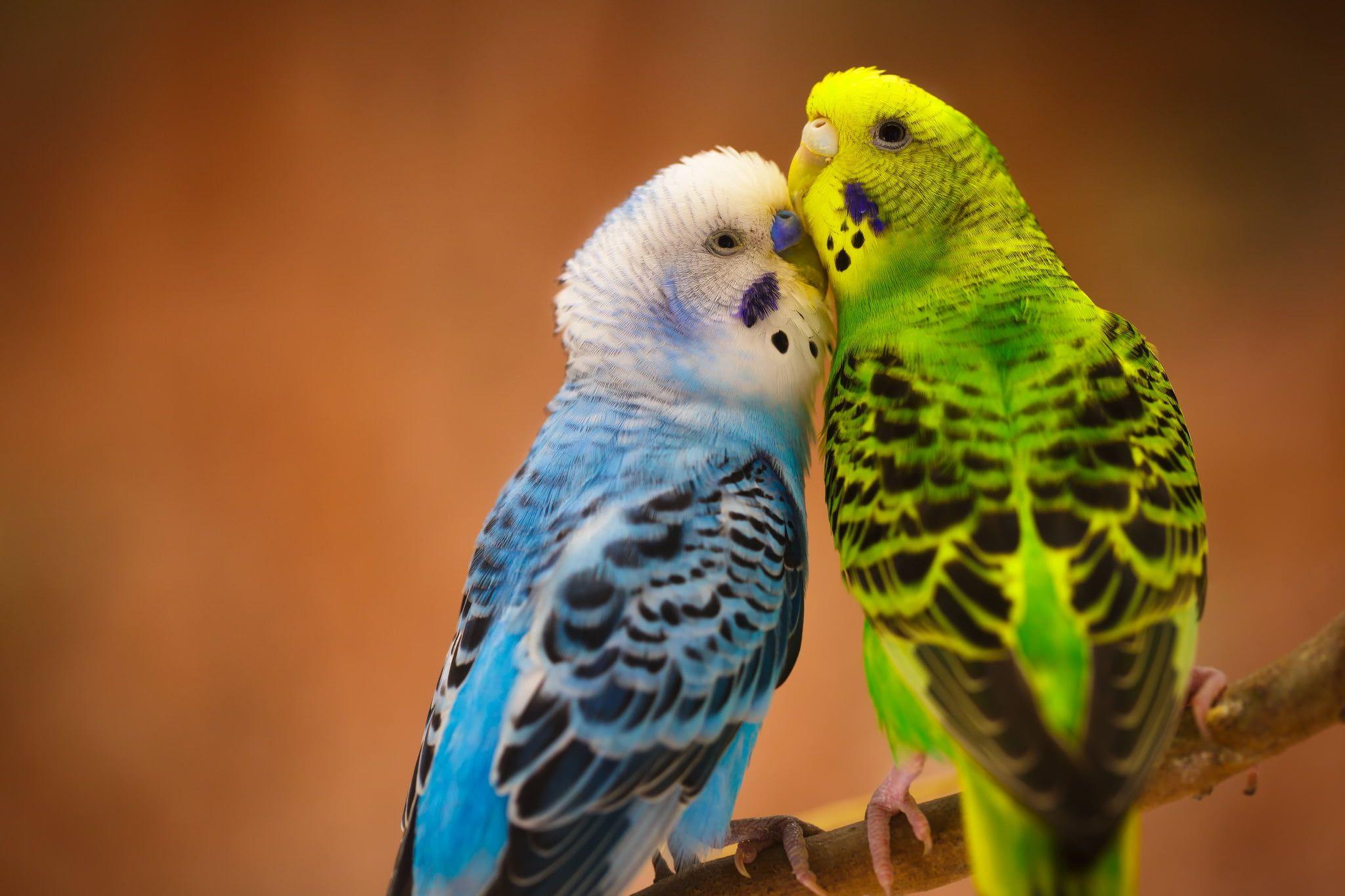 Parakeet Wallpapers Top Free Parakeet Backgrounds WallpaperAccess
