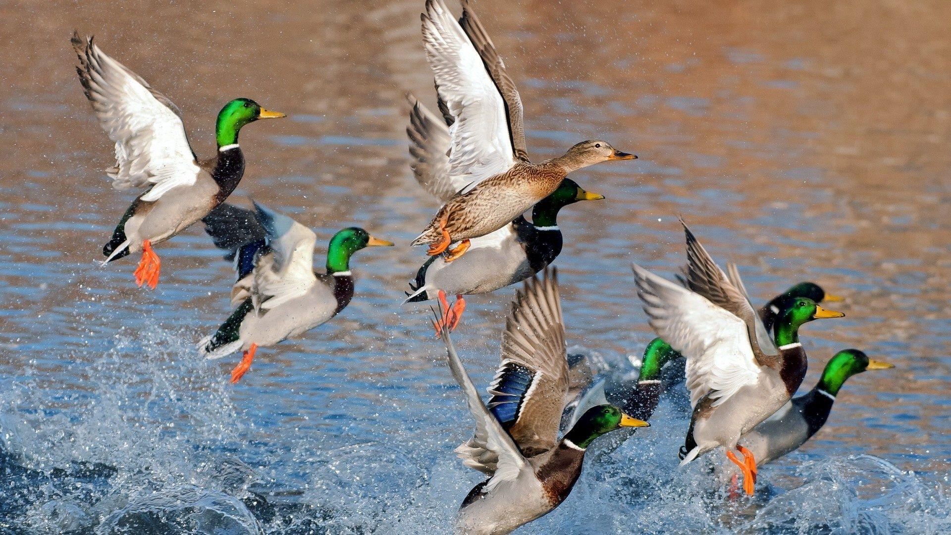 Ducks Unlimited Wallpapers Top Free Ducks Unlimited Backgrounds WallpaperAccess
