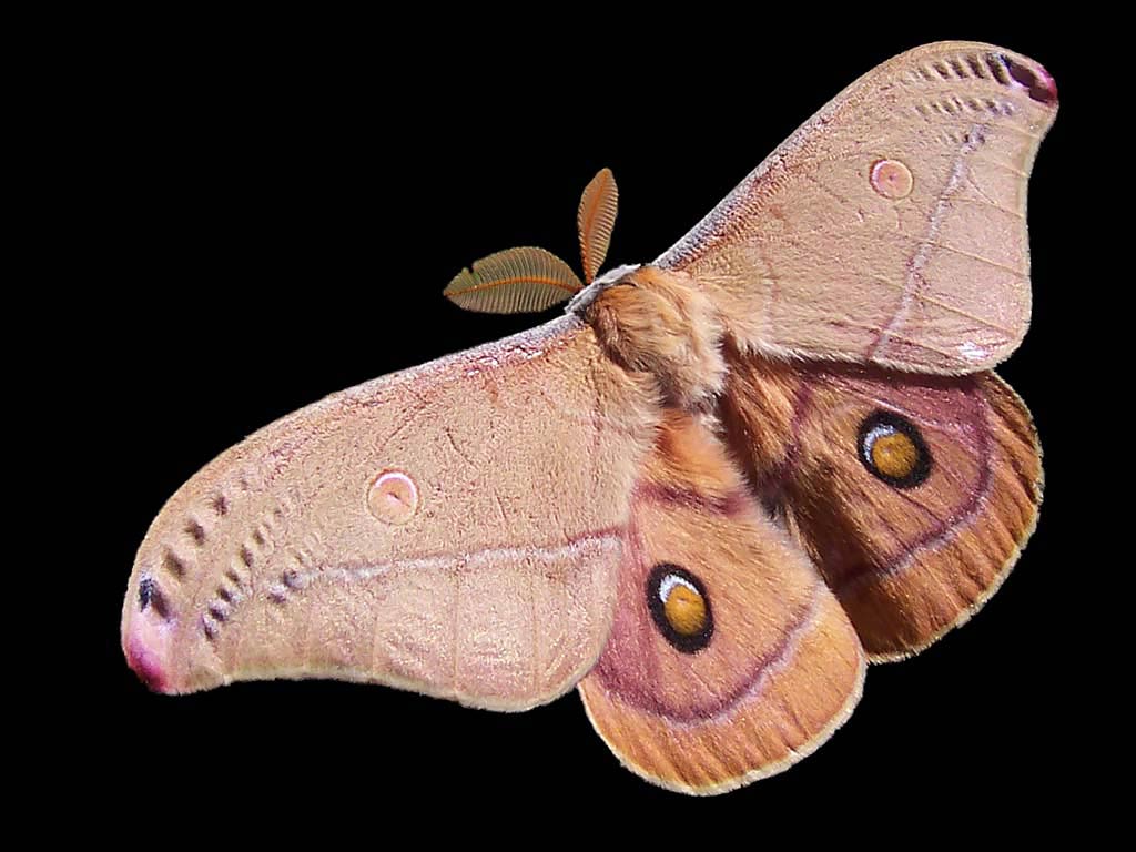 Moth Wallpapers Top Free Moth Backgrounds WallpaperAccess