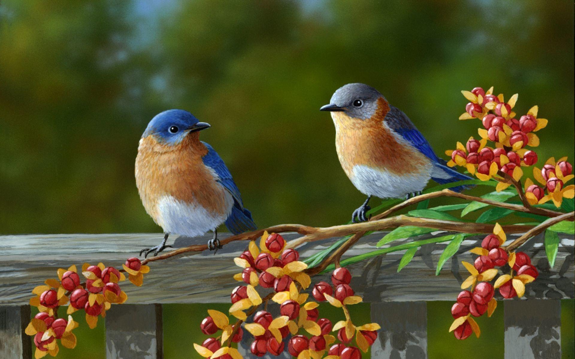 Birds Nature Wallpapers Top Free Birds Nature Backgrounds
