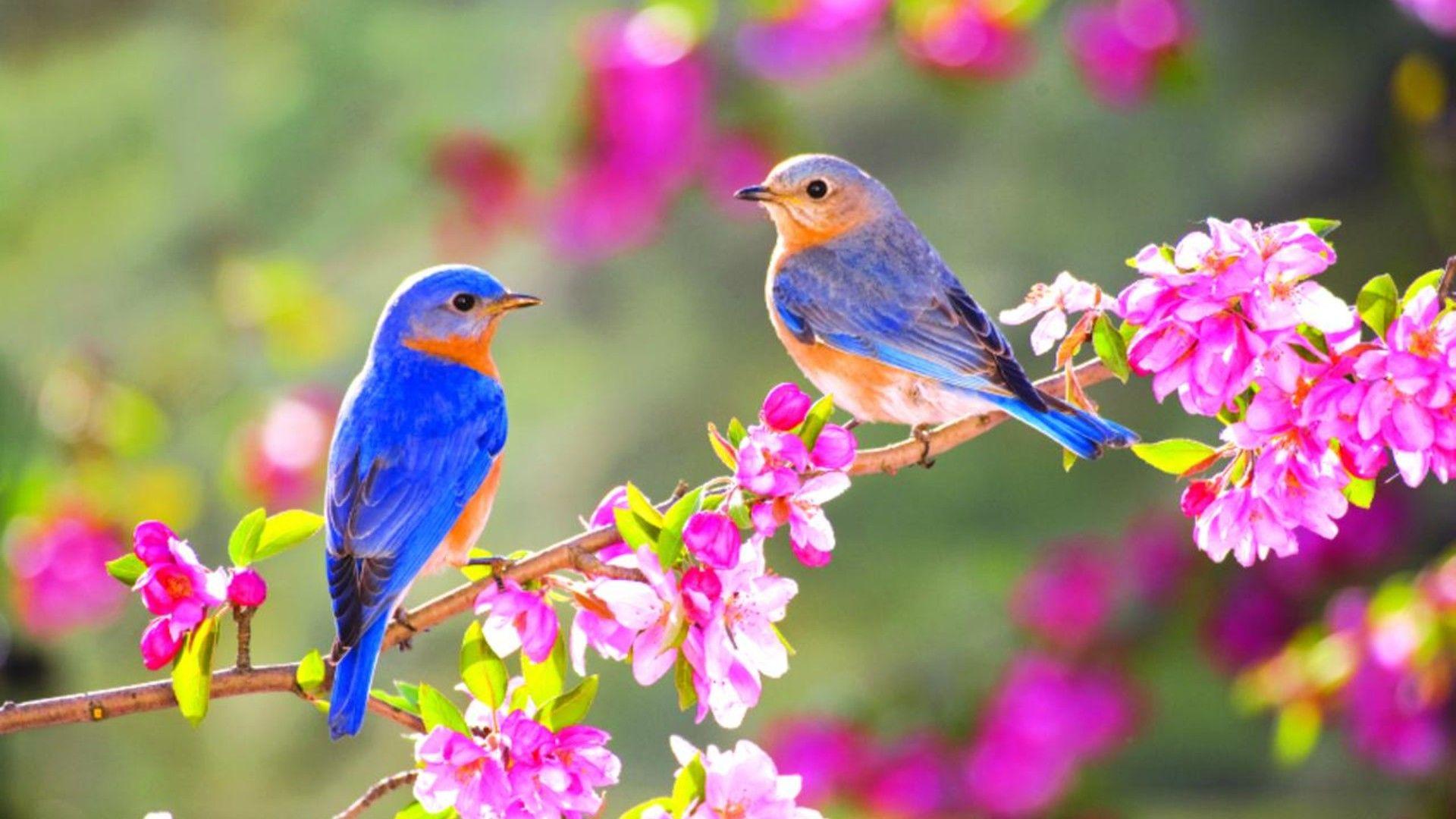 Birds Nature Wallpapers Top Free Birds Nature Backgrounds