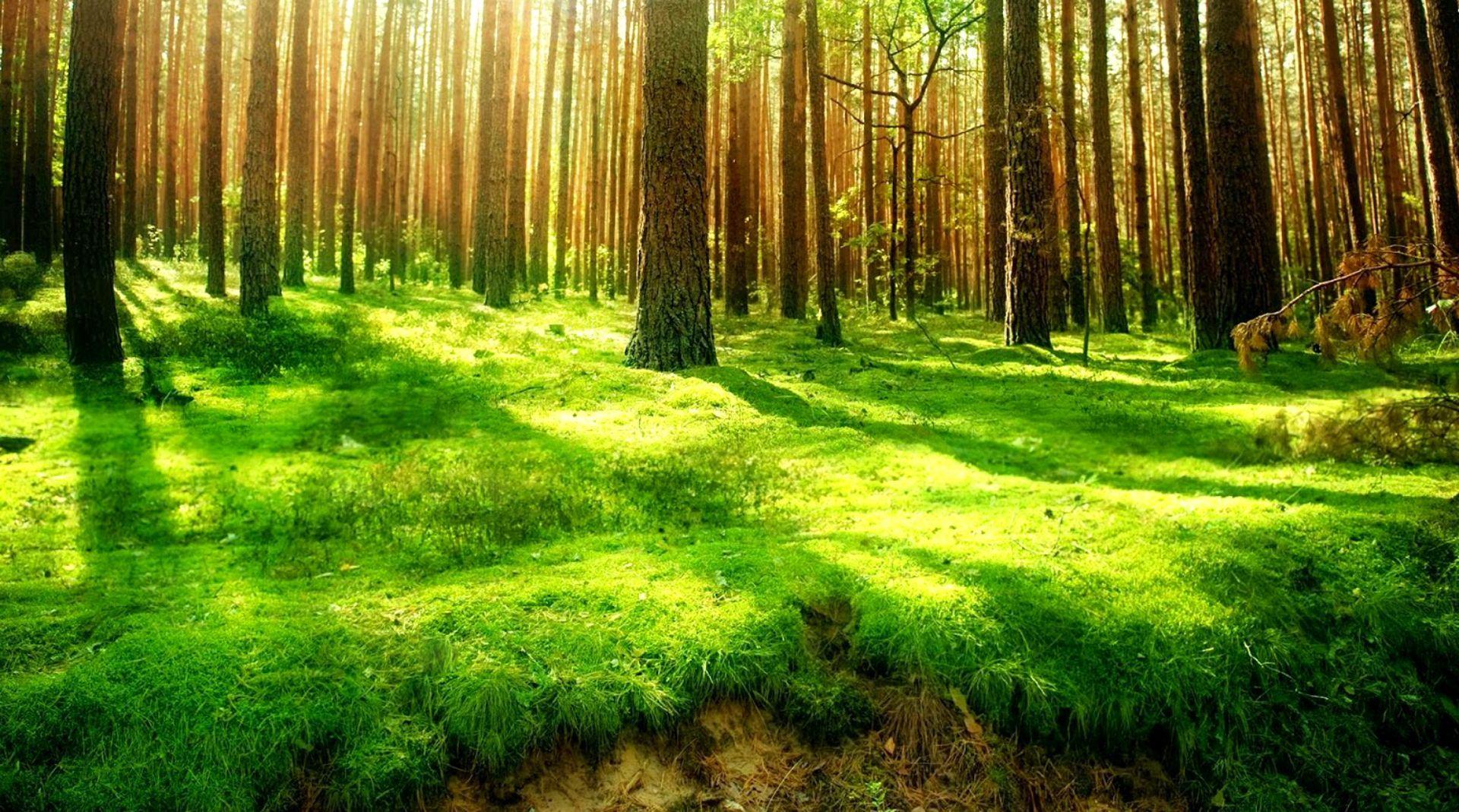 Green Scenery HD Desktop Wallpapers Top Free Green Scenery HD Desktop