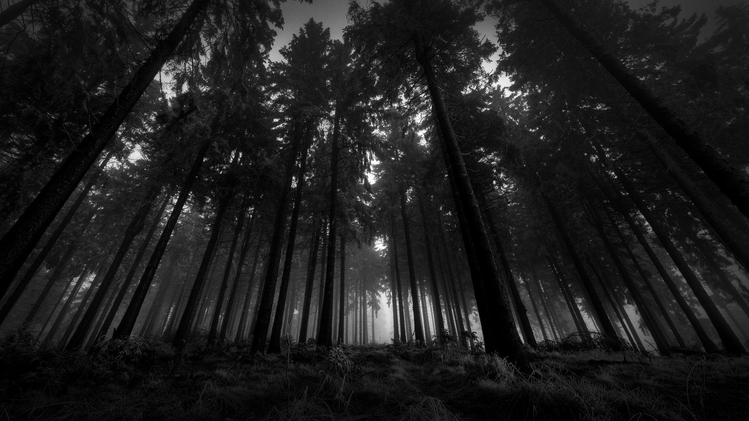 Black Scenery Wallpapers Top Free Black Scenery Backgrounds WallpaperAccess