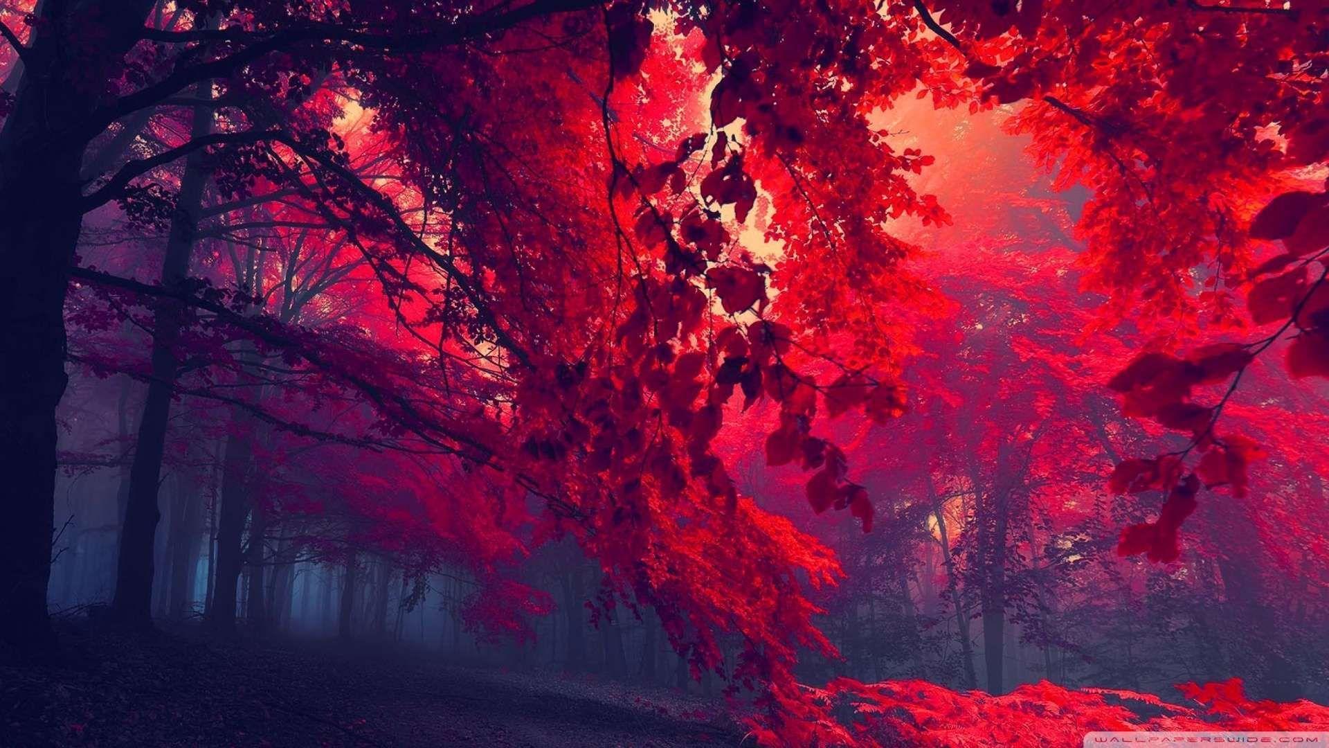 Red Scenery Wallpapers Top Free Red Scenery Backgrounds WallpaperAccess