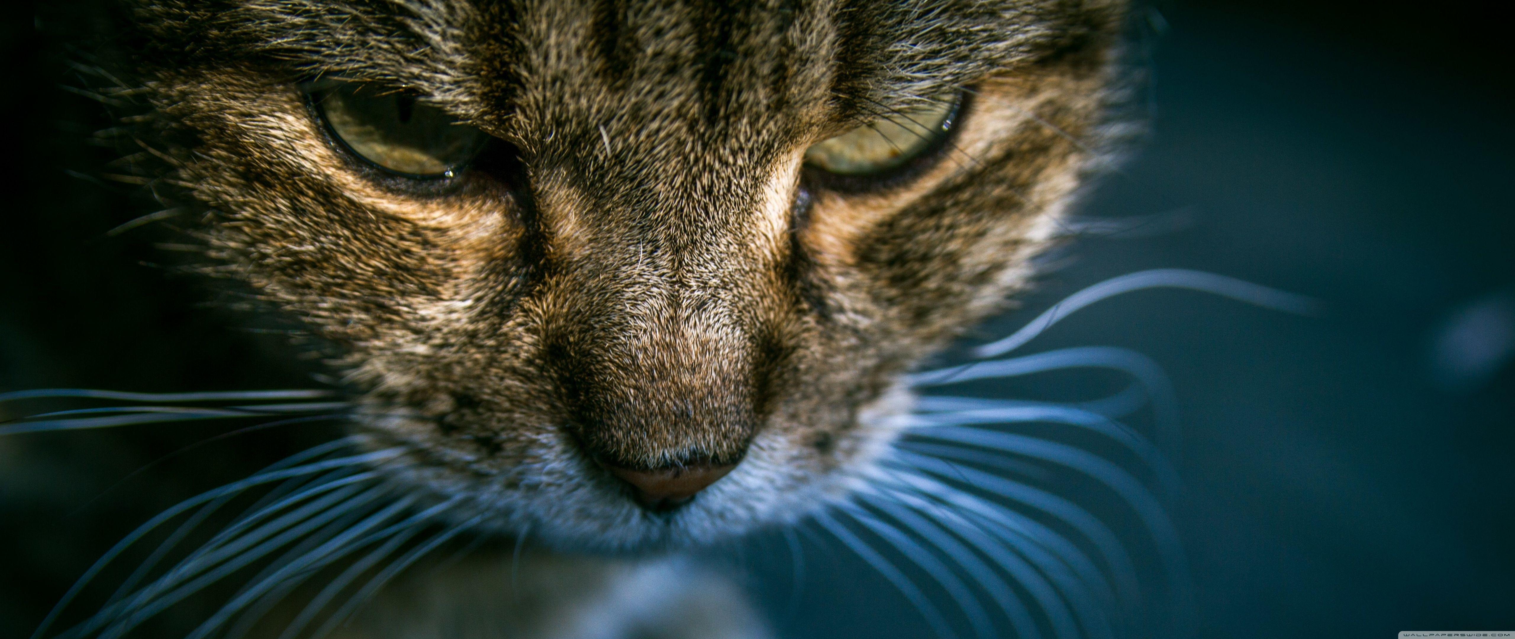 Tabby Cat Wallpapers Top Free Tabby Cat Backgrounds WallpaperAccess