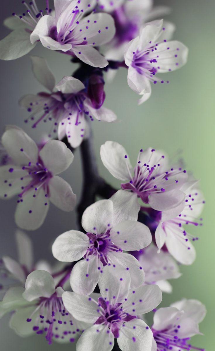 Purple and White Flower Wallpapers Top Free Purple and White Flower