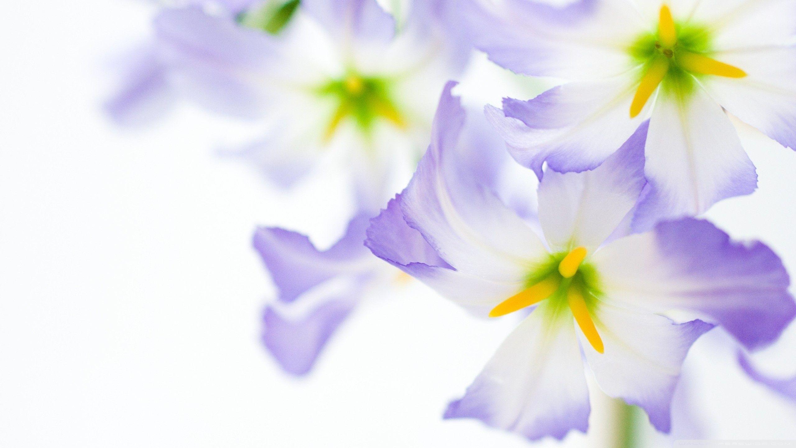 Purple and White Flower Wallpapers Top Free Purple and White Flower