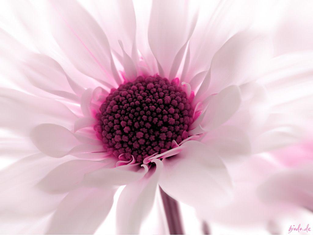 Pink and White Flower Wallpapers Top Free Pink and White Flower Backgrounds WallpaperAccess