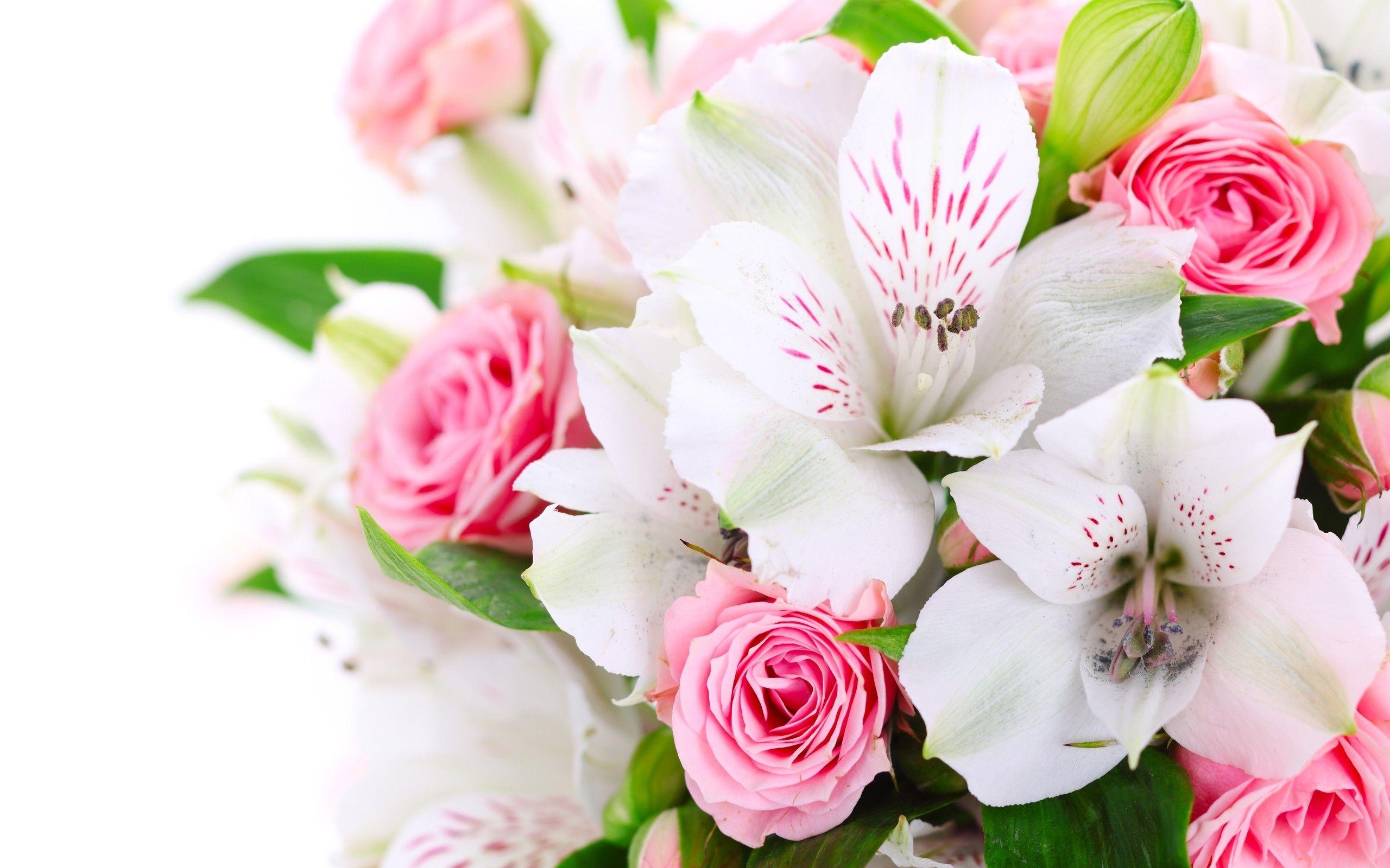 Pink and White Flower Wallpapers Top Free Pink and White Flower