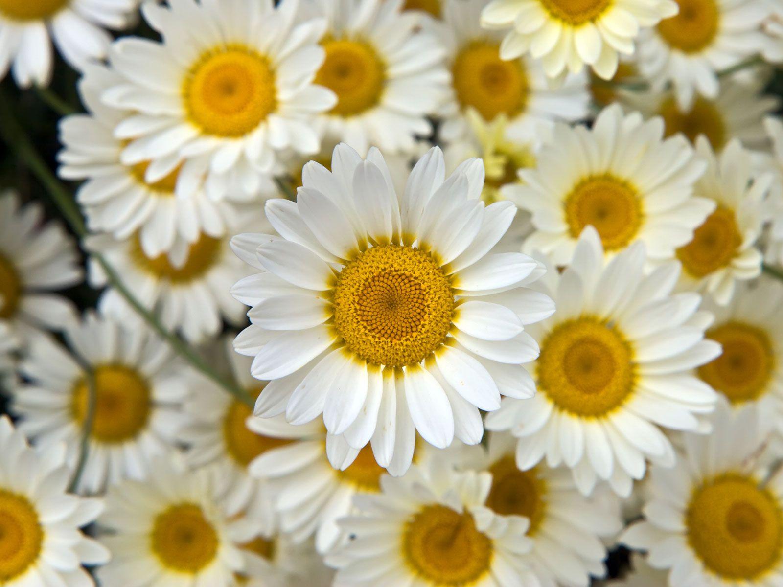 Yellow and White Flower Wallpapers Top Free Yellow and White Flower