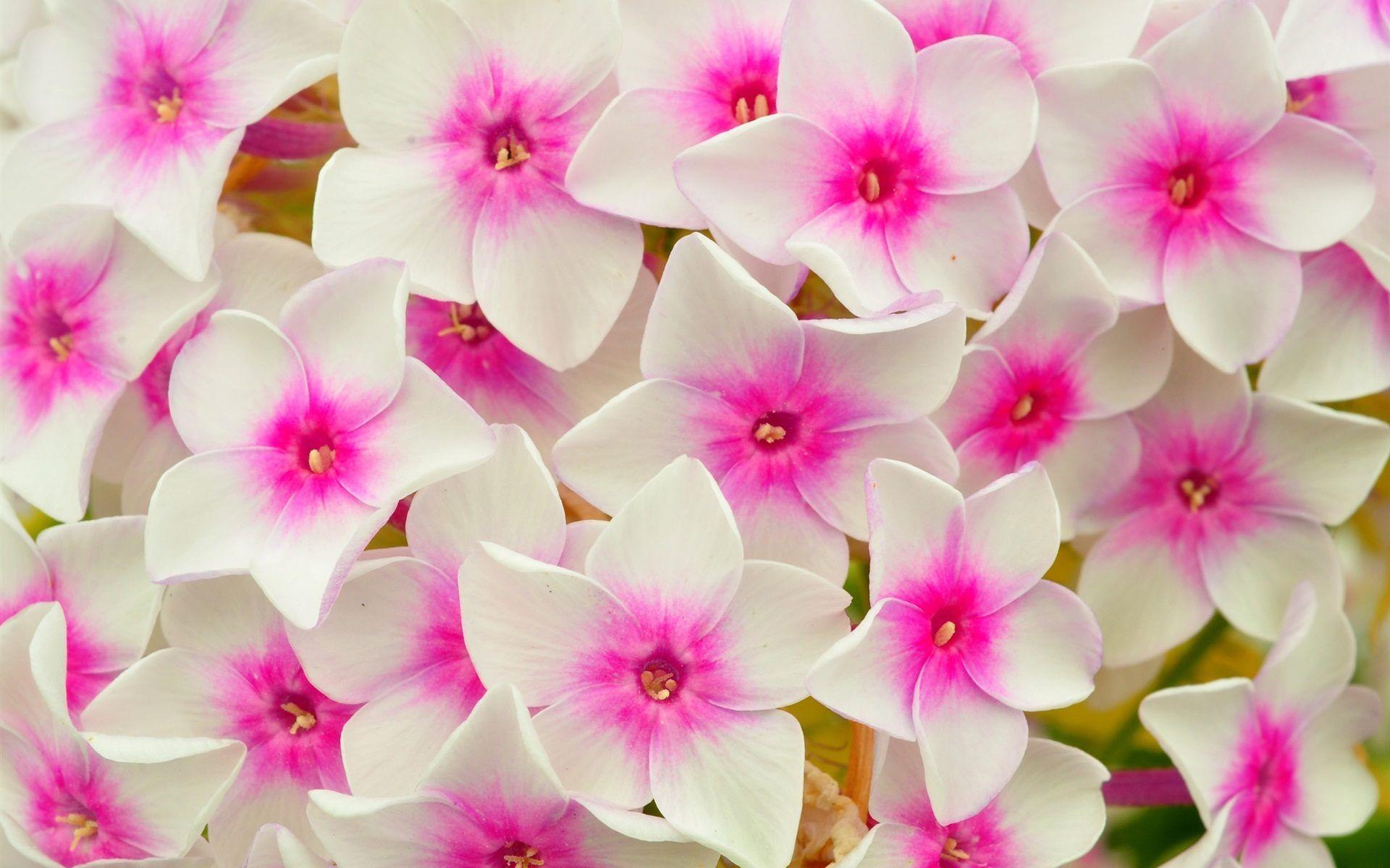 Pink and White Flower Wallpapers Top Free Pink and White Flower