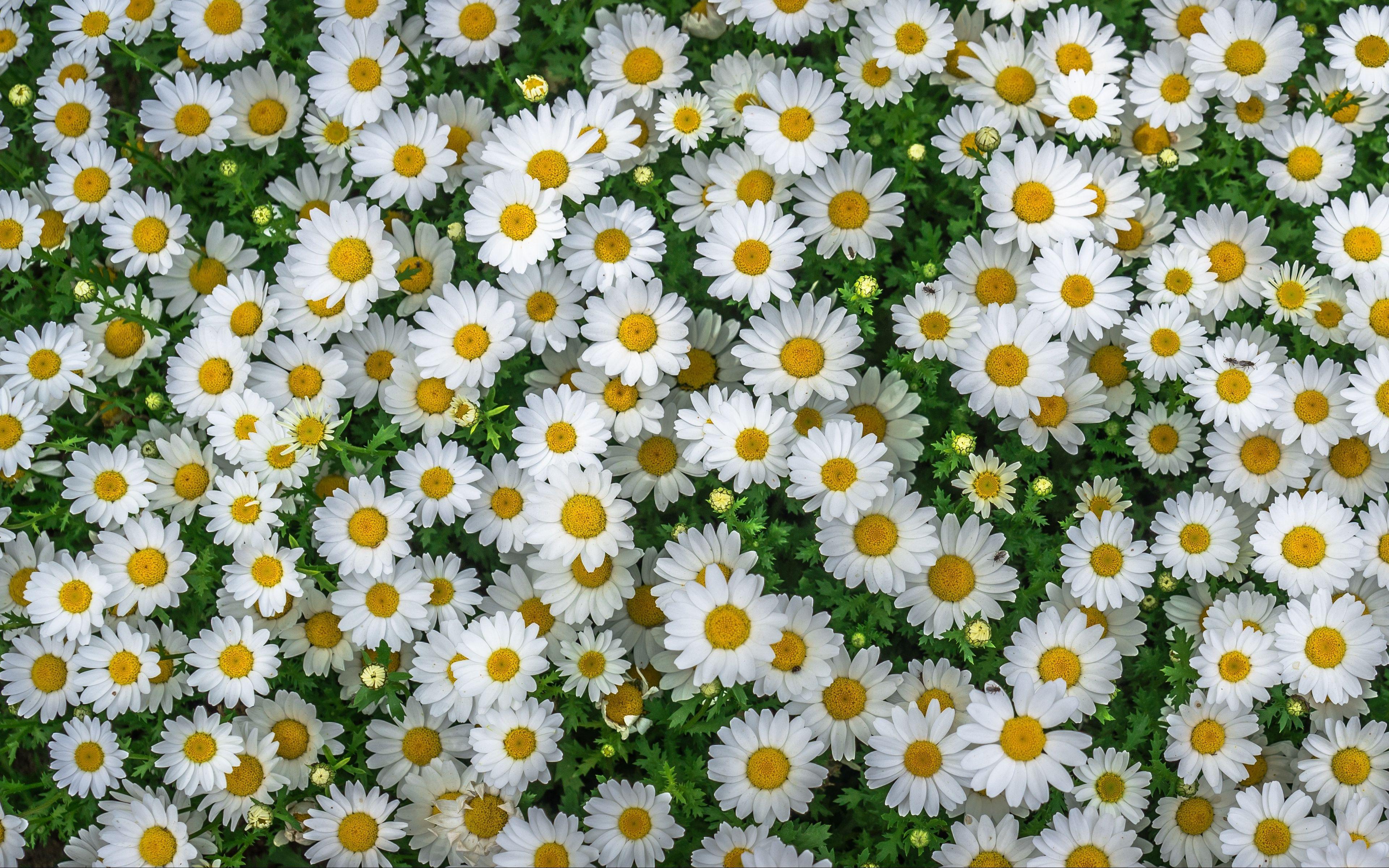 Yellow and White Flower Wallpapers Top Free Yellow and White Flower