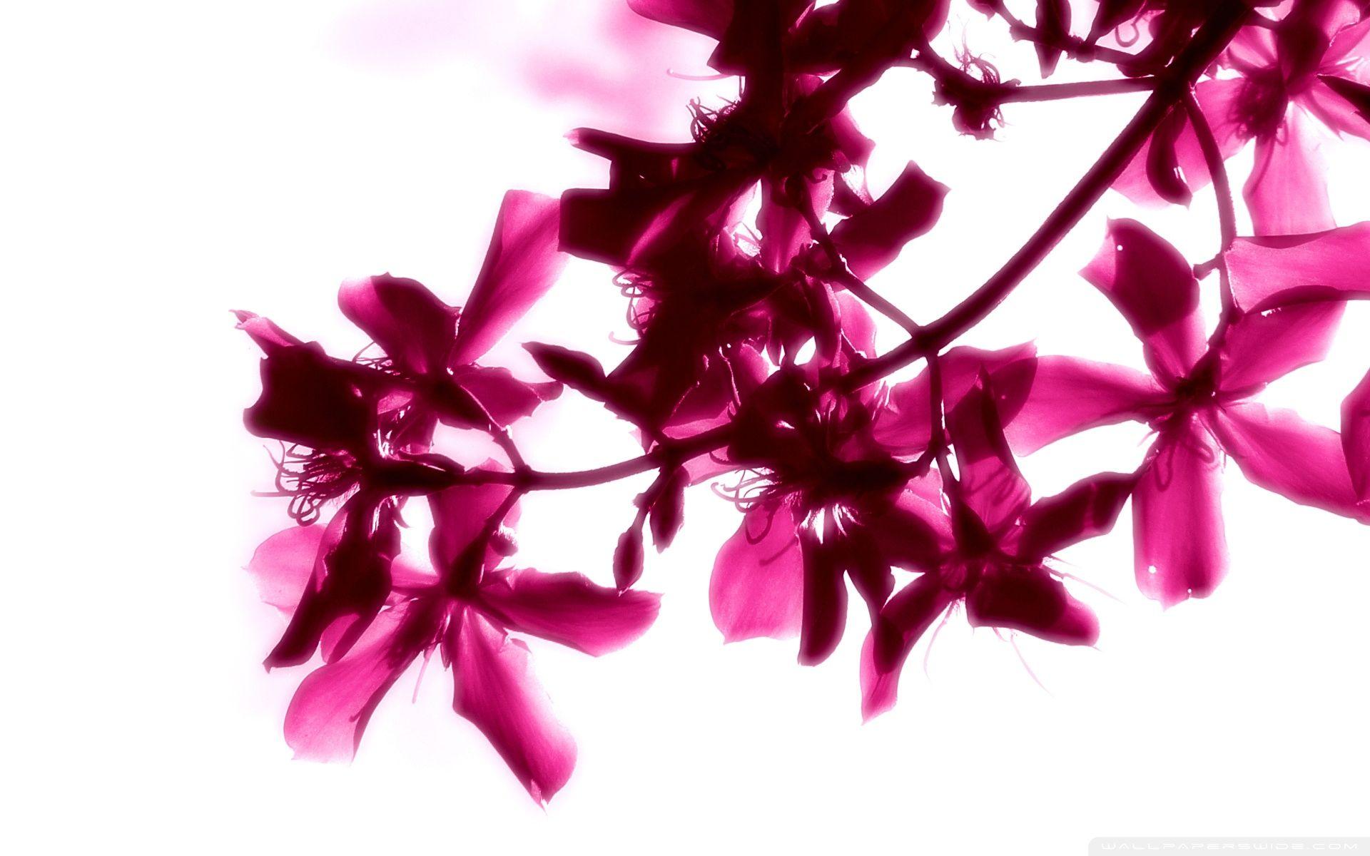 Pink and White Flower Wallpapers Top Free Pink and White Flower