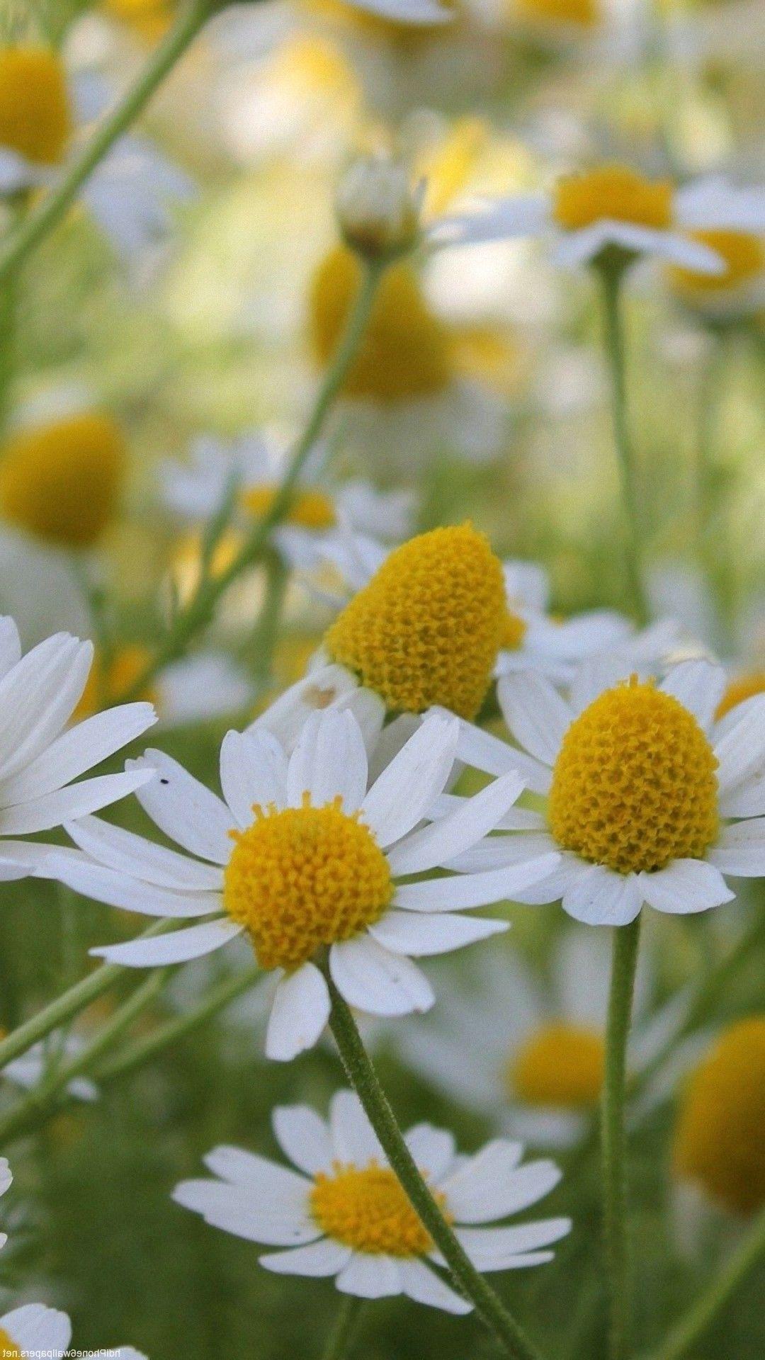 Yellow and White Flower Wallpapers Top Free Yellow and White Flower Backgrounds WallpaperAccess