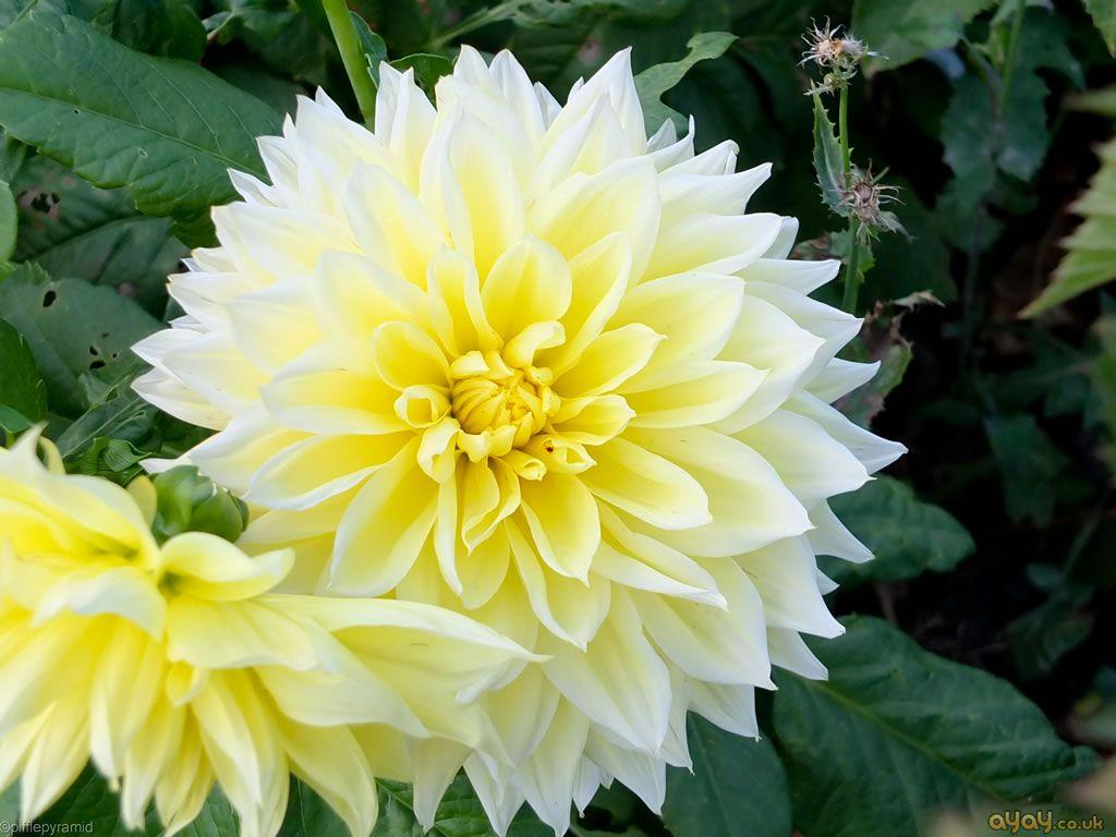 Yellow and White Flower Wallpapers Top Free Yellow and White Flower