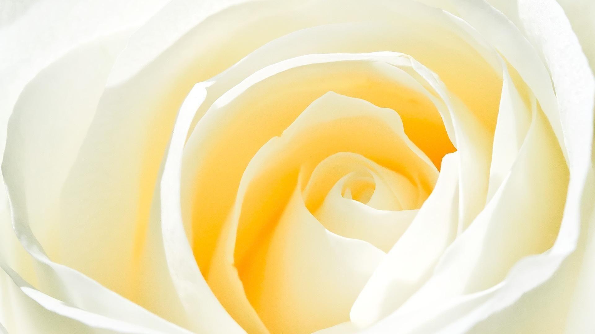 Yellow and White Flower Wallpapers Top Free Yellow and White Flower