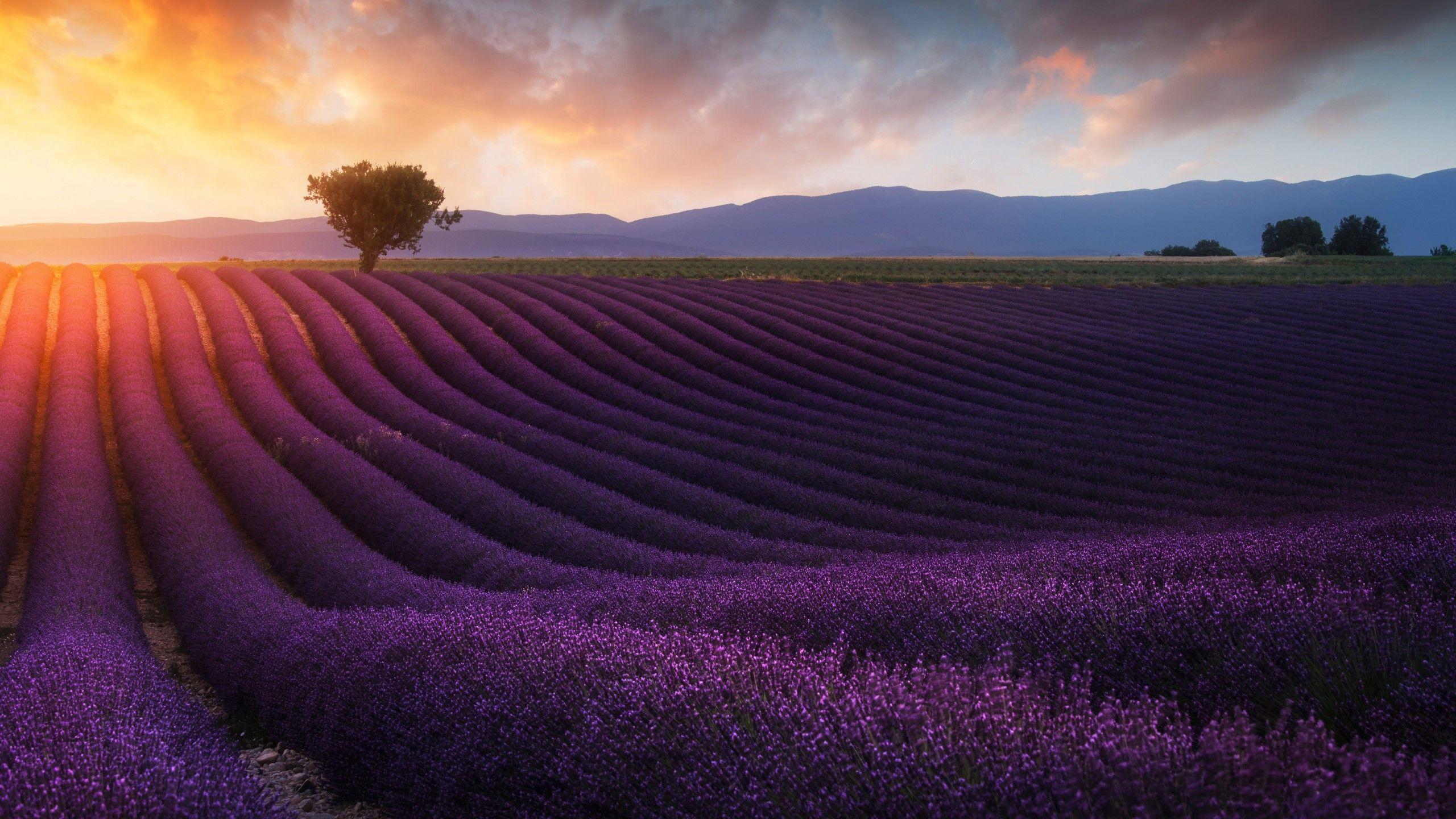 Lavender Fields Wallpapers Top Free Lavender Fields Backgrounds