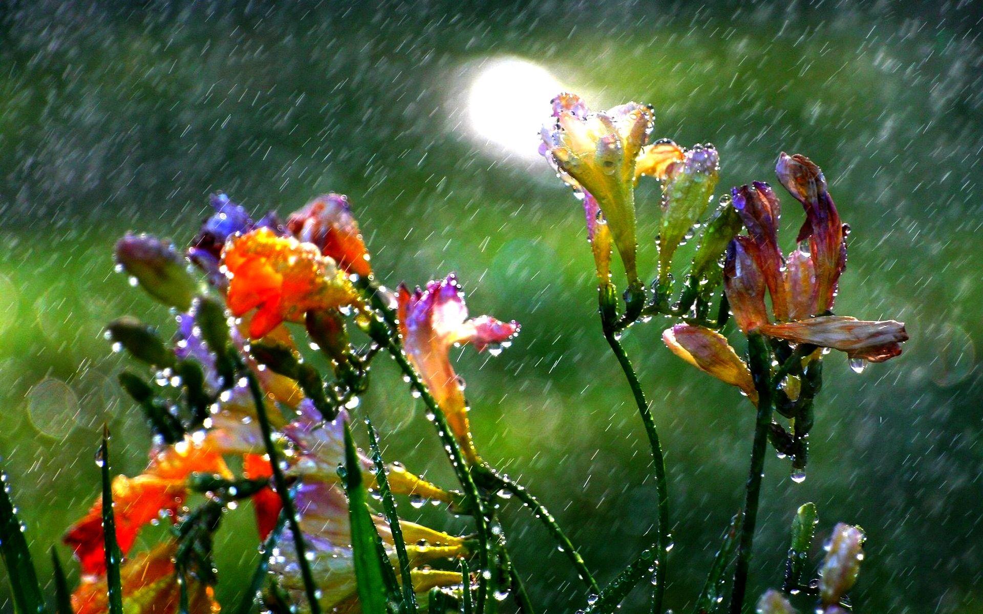 Summer Rain Wallpapers Top Free Summer Rain Backgrounds WallpaperAccess
