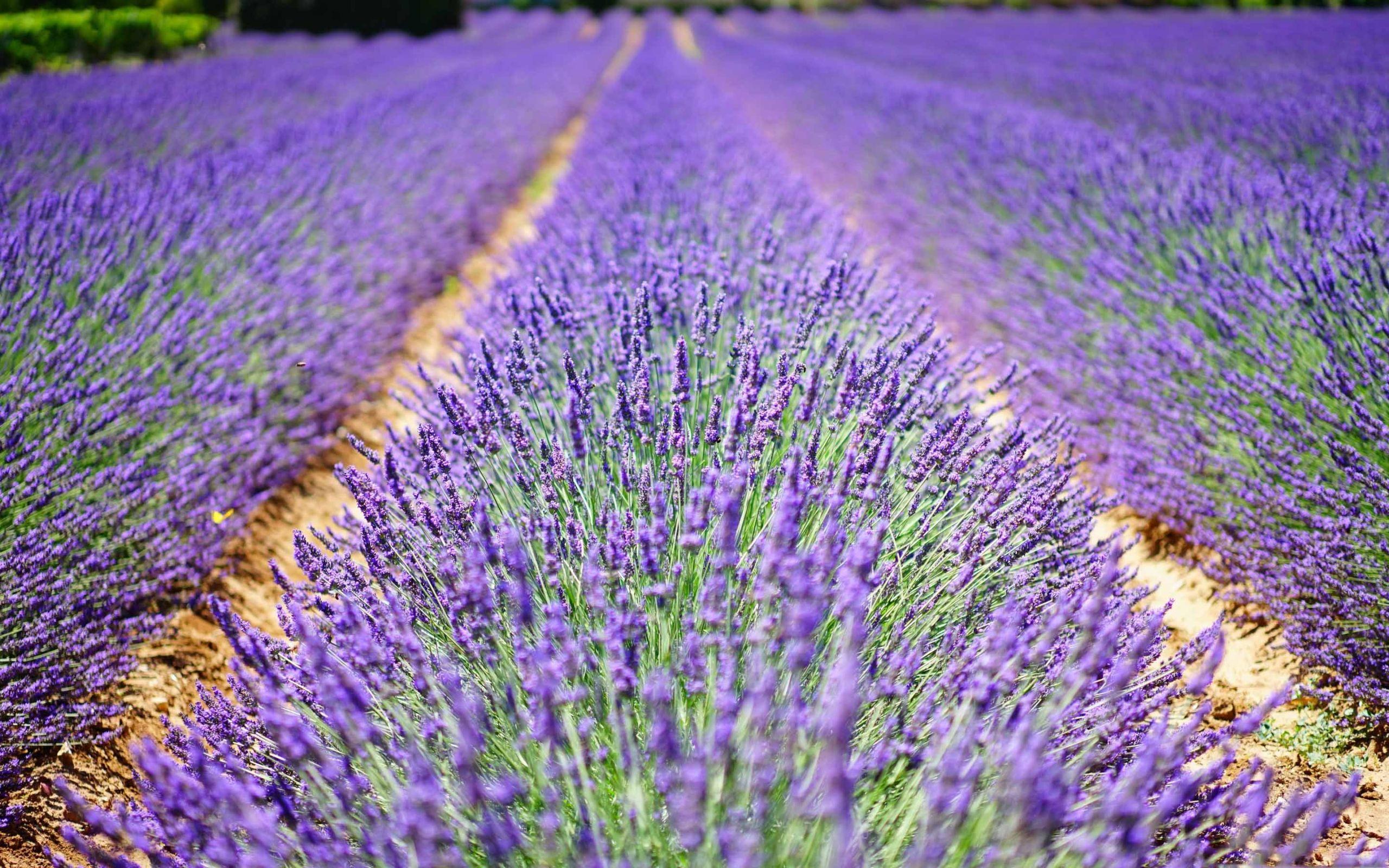 Lavender Flower Wallpapers Top Free Lavender Flower Backgrounds