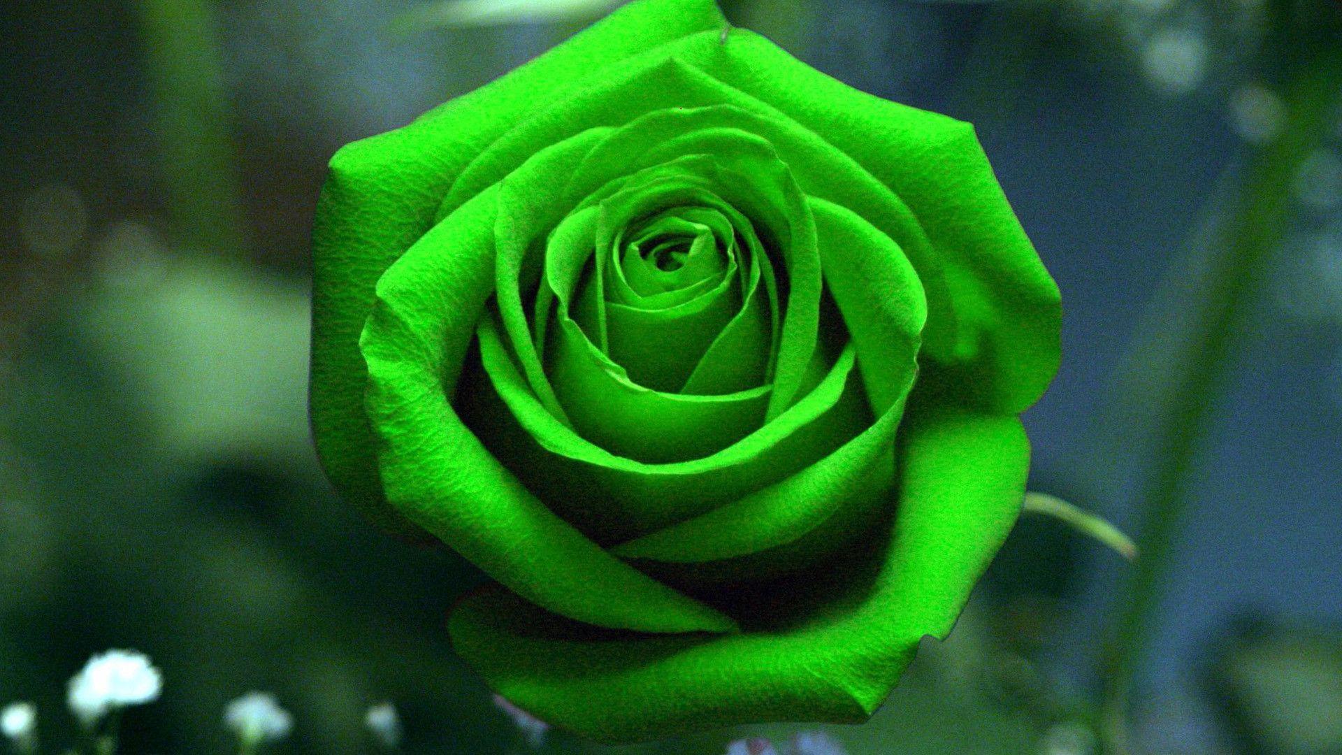 Green Roses Wallpapers Top Free Green Roses Backgrounds WallpaperAccess