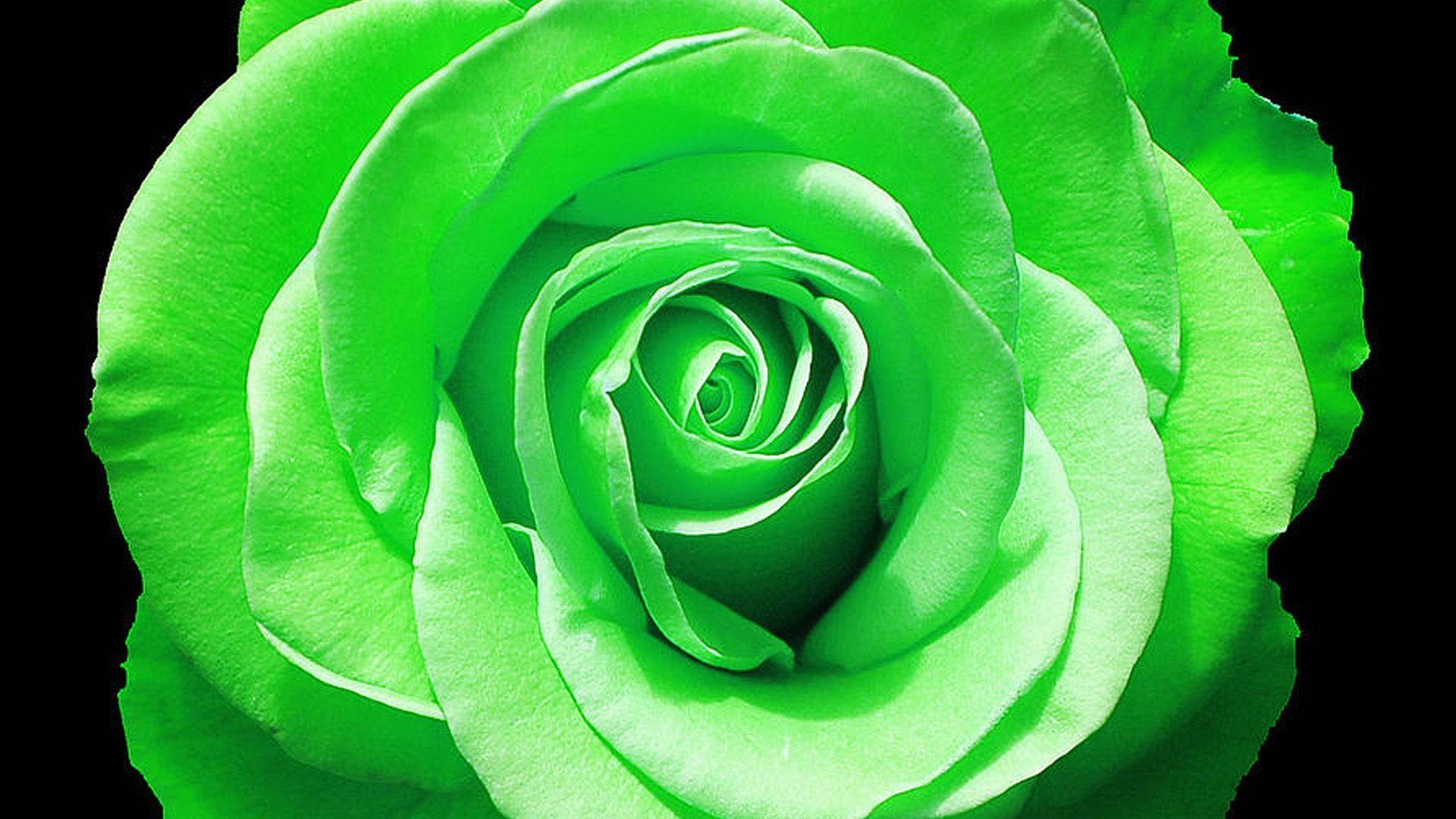Green Roses Wallpapers Top Free Green Roses Backgrounds WallpaperAccess