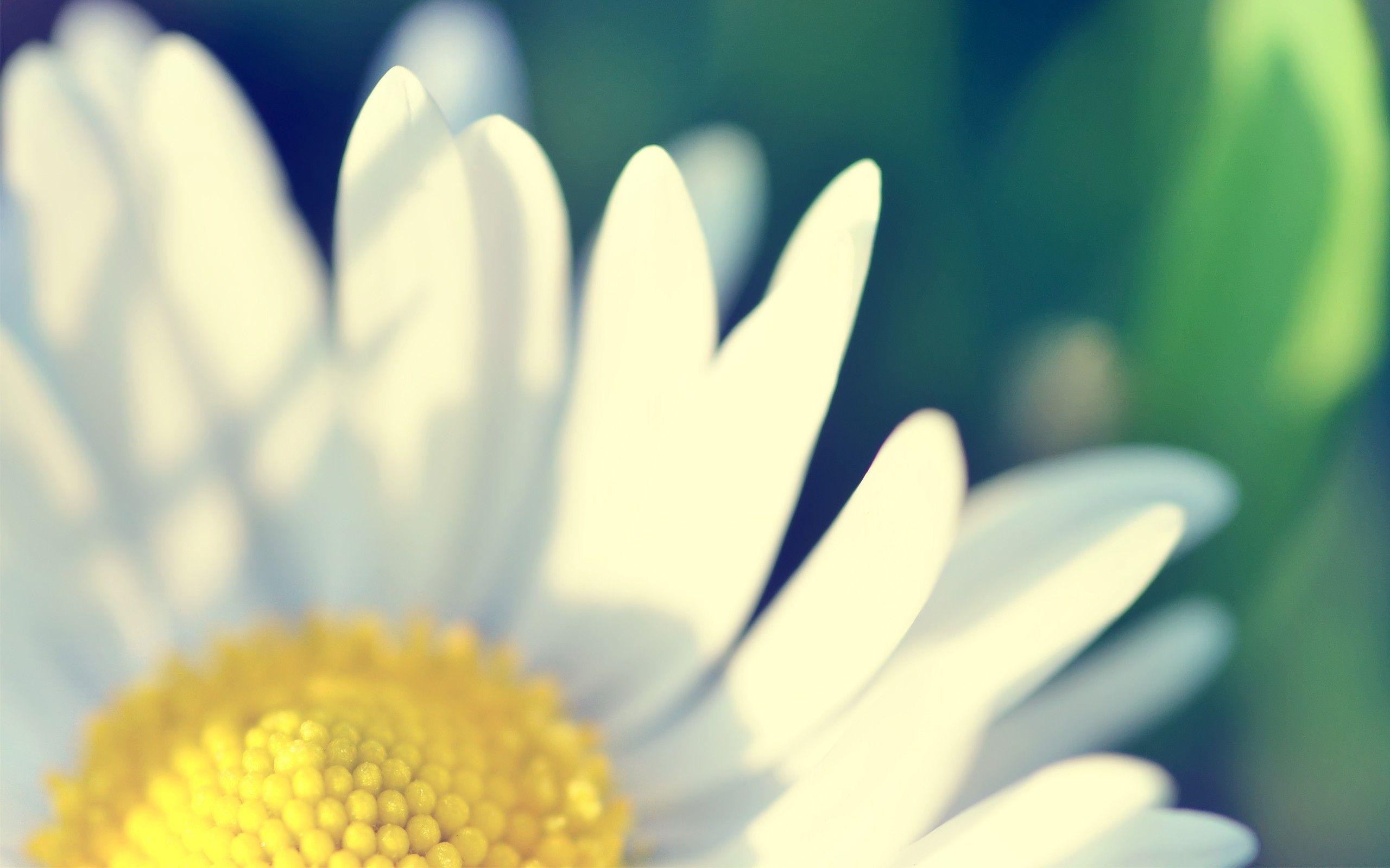 Green and White Wallpapers Top Free Green and White Backgrounds