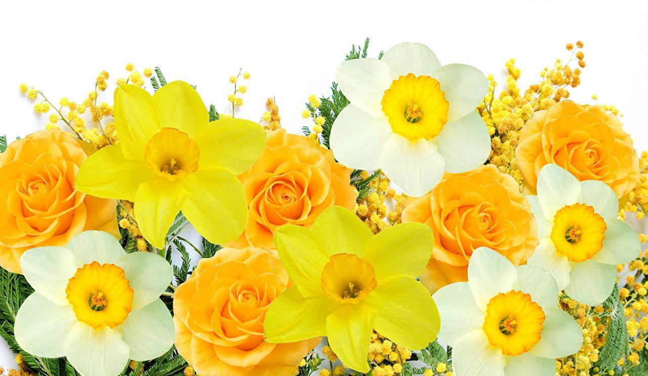 Yellow and White Flower Wallpapers Top Free Yellow and White Flower