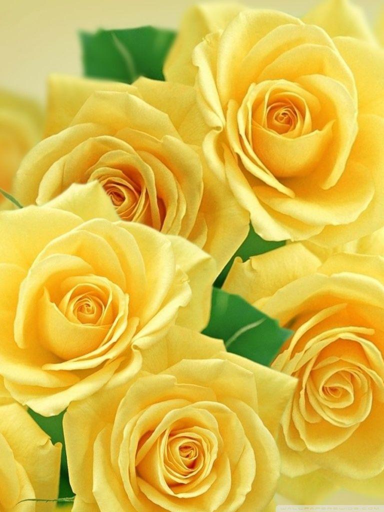 Yellow Roses Wallpapers Top Free Yellow Roses Backgrounds