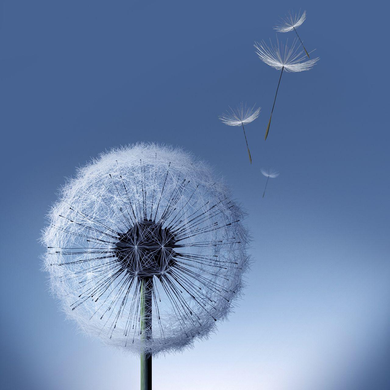 Dandelion HD Wallpapers Top Free Dandelion HD Backgrounds
