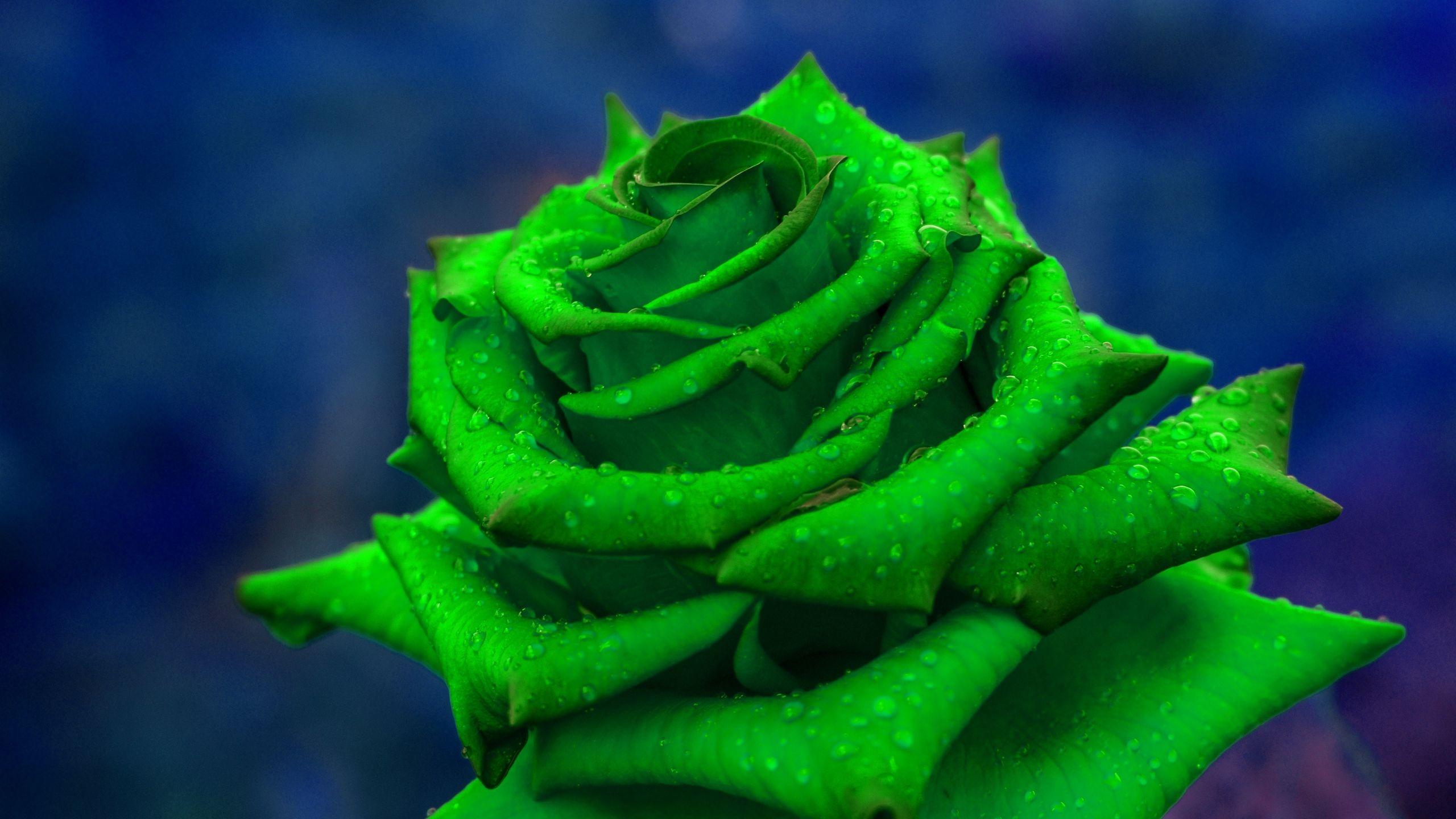 Green Roses Wallpapers Top Free Green Roses Backgrounds WallpaperAccess