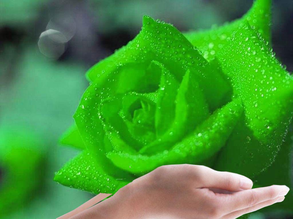 Green Roses Wallpapers Top Free Green Roses Backgrounds WallpaperAccess