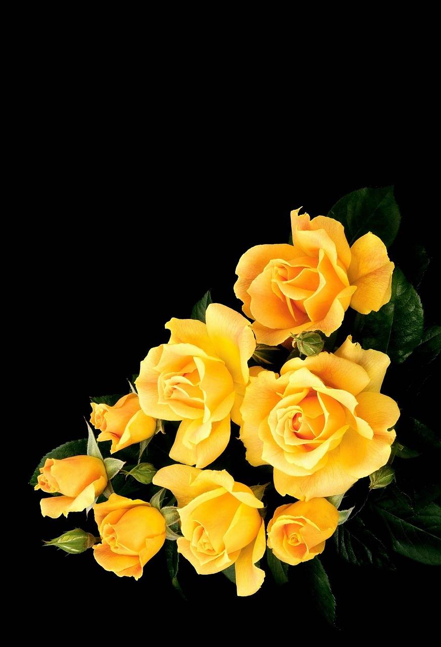 Yellow Roses Wallpapers Top Free Yellow Roses Backgrounds