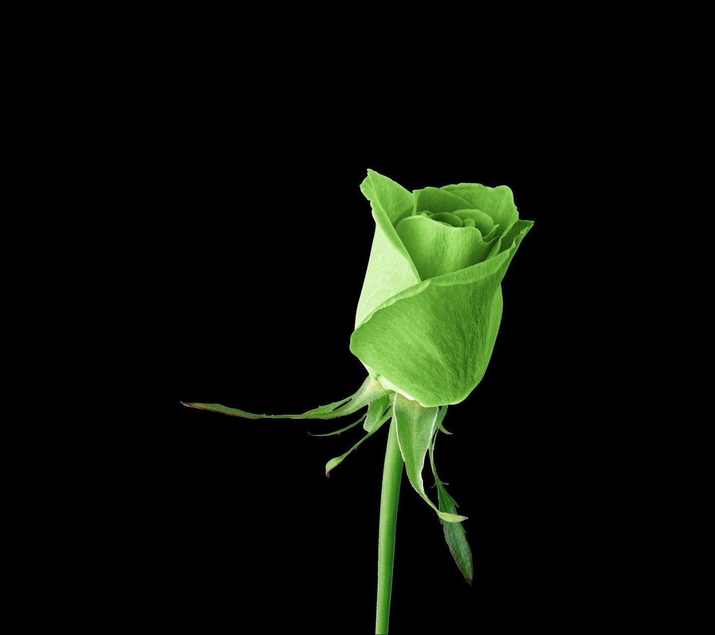Green Roses Wallpapers Top Free Green Roses Backgrounds WallpaperAccess