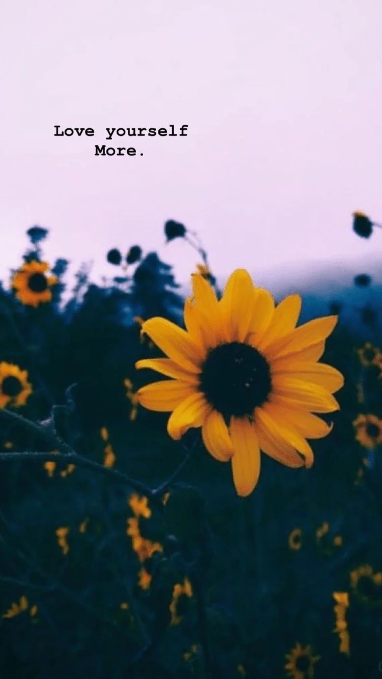 Aesthetic Sunflower Wallpapers For Chromebook Tell us the truth, can
