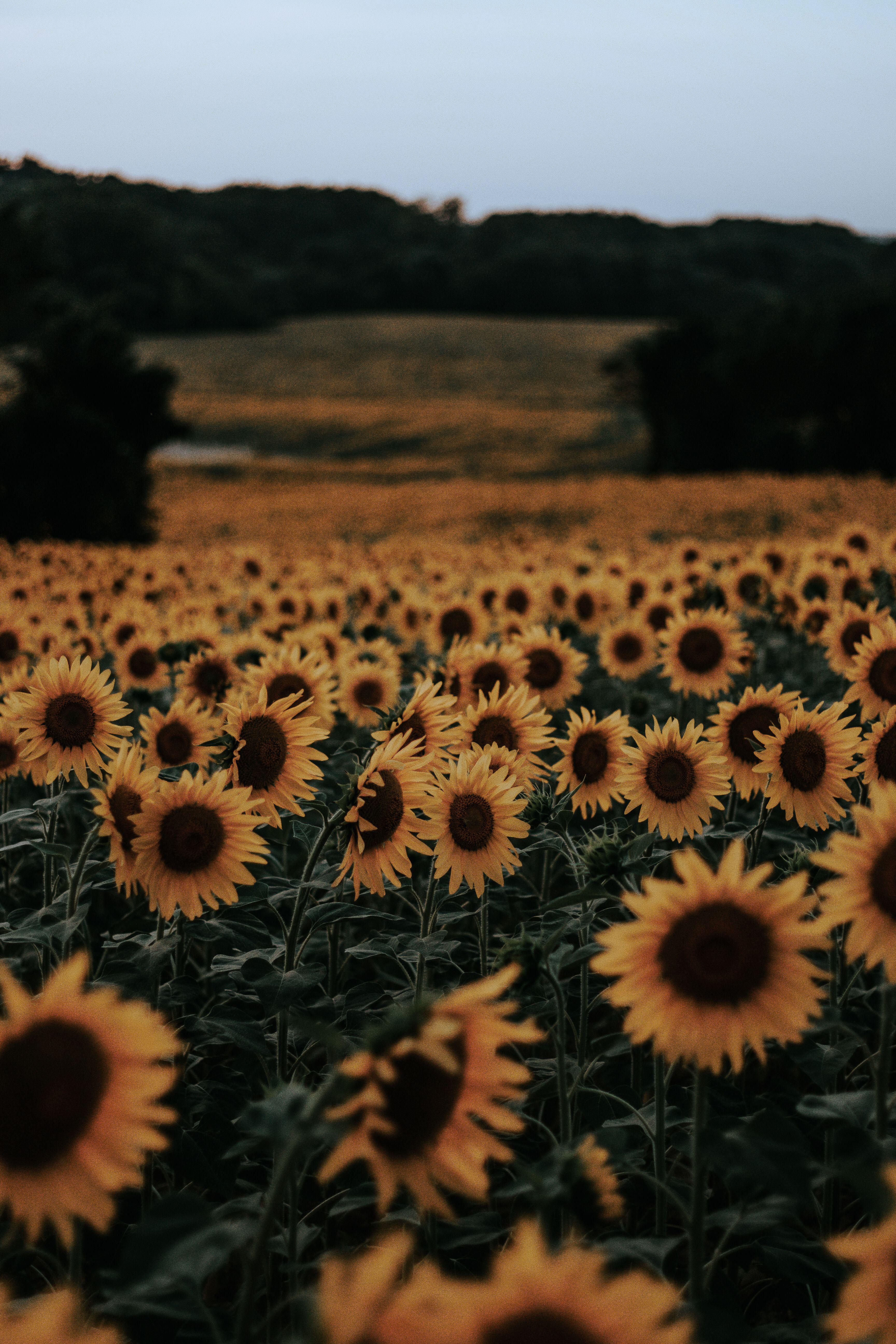 Cute Sunflower Wallpapers Top Free Cute Sunflower Backgrounds
