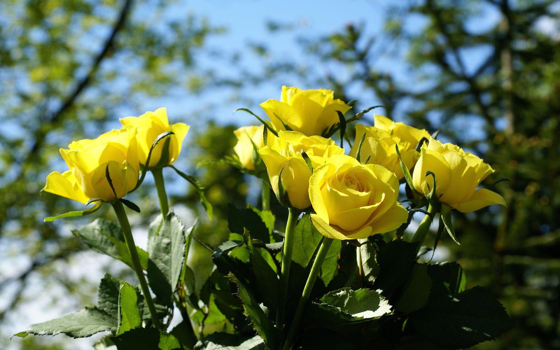 Yellow Rose HD Wallpapers Top Free Yellow Rose HD Backgrounds