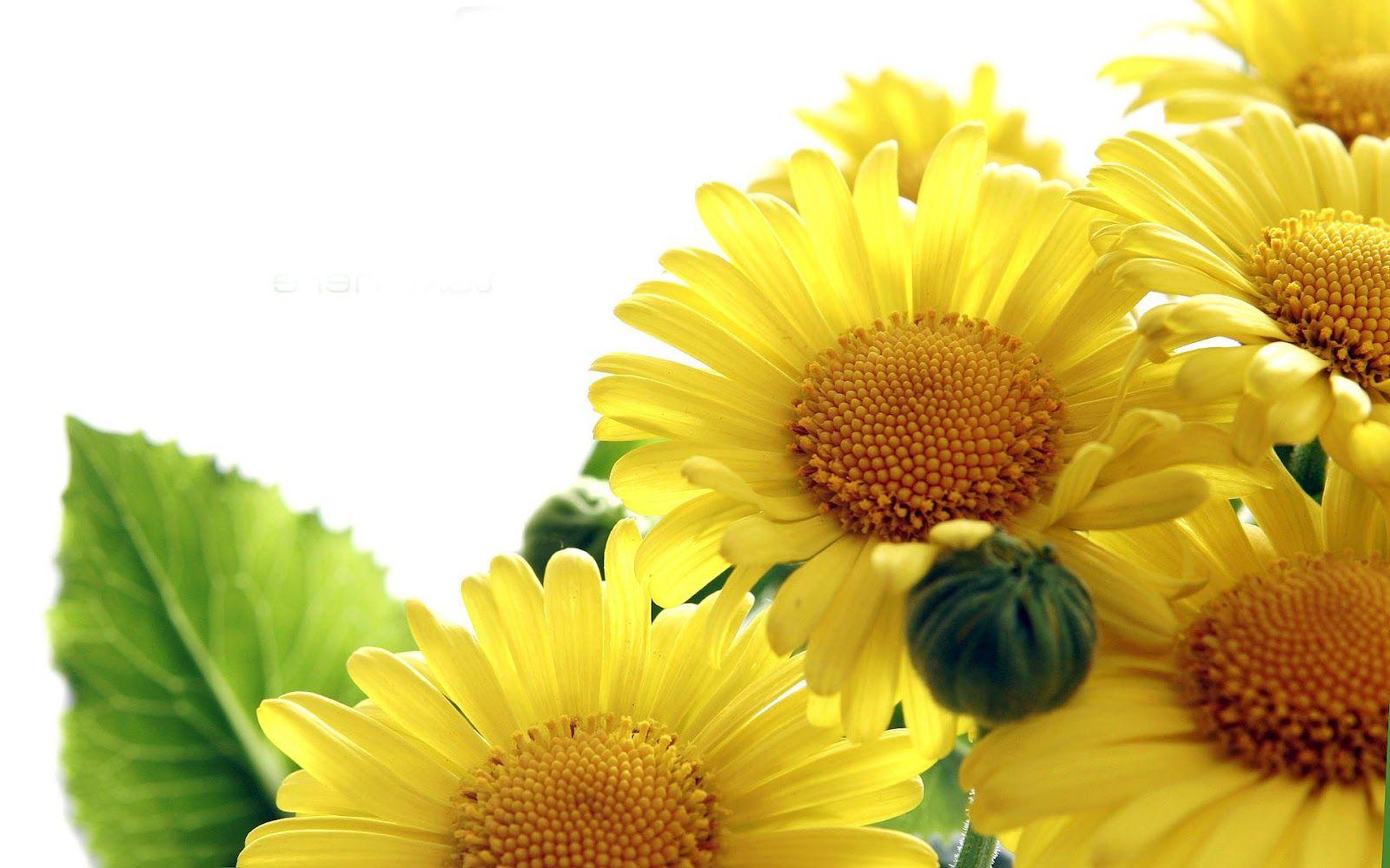 Cute Sunflower Wallpapers Top Free Cute Sunflower Backgrounds