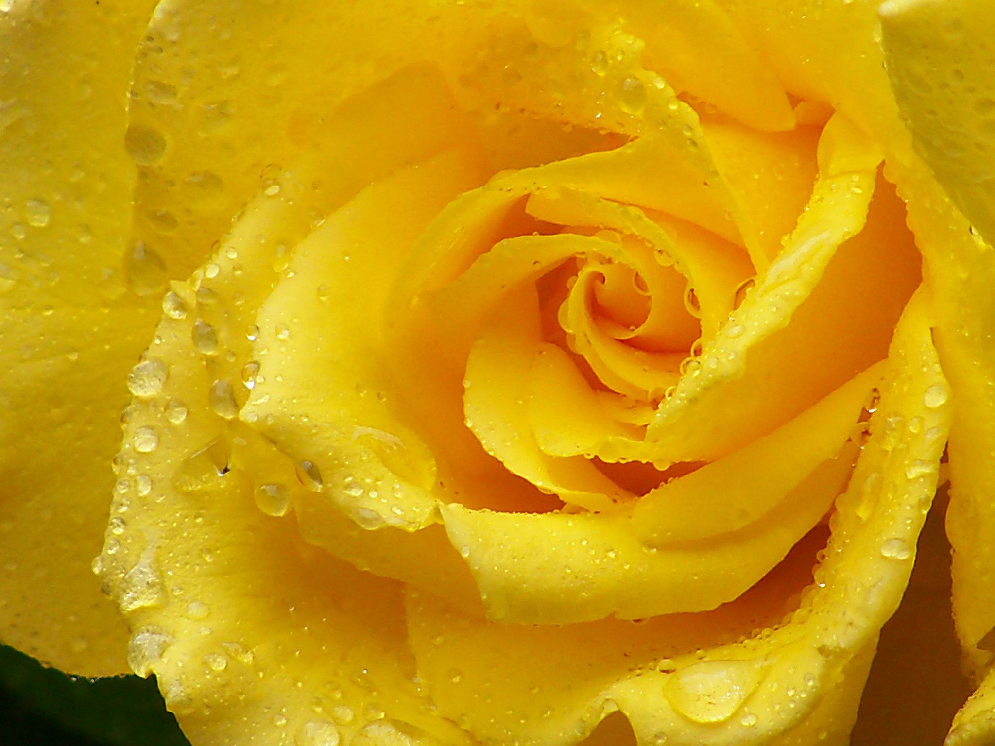 Yellow Roses Wallpapers Top Free Yellow Roses Backgrounds
