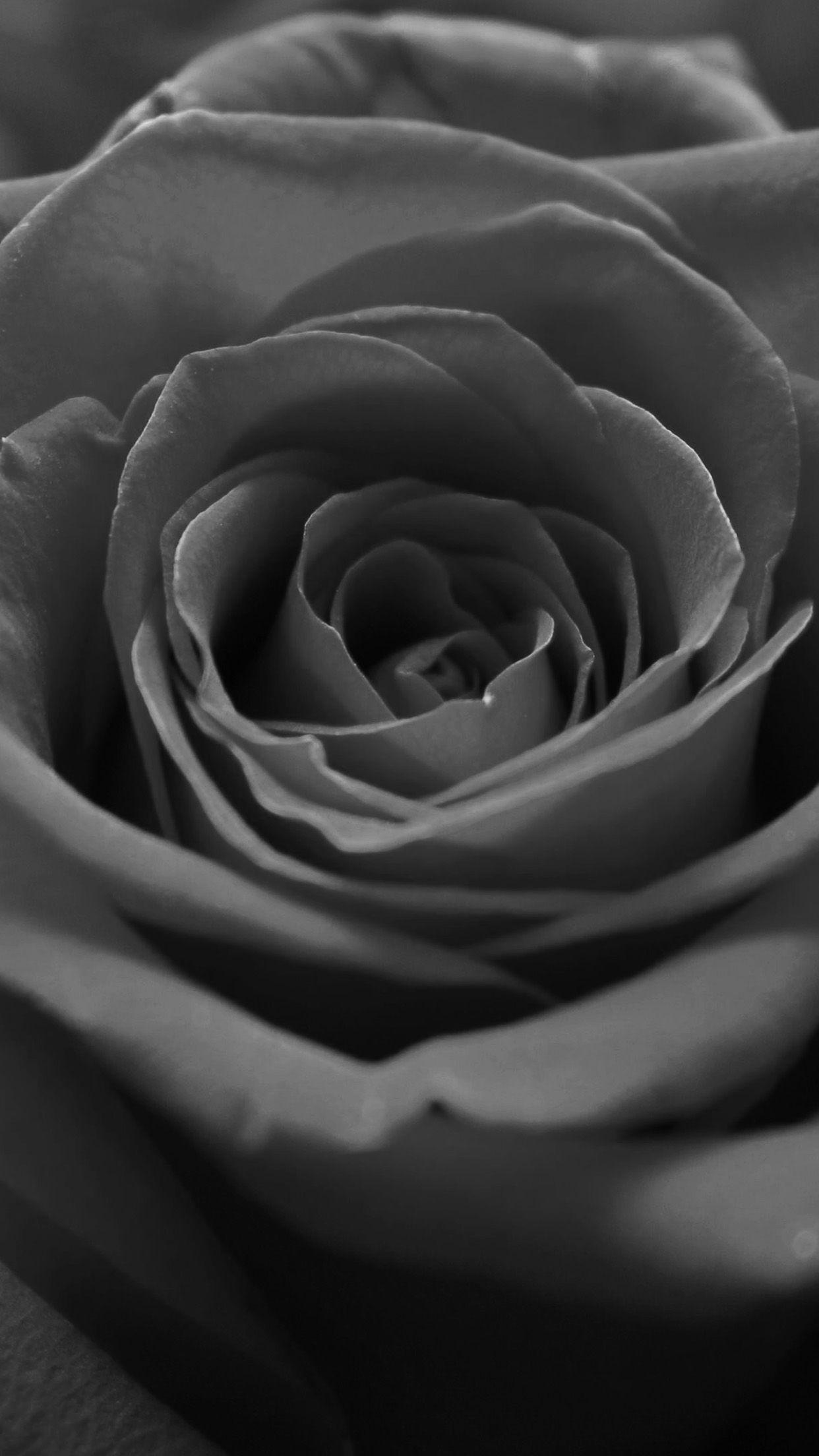 Gray Rose Wallpapers Top Free Gray Rose Backgrounds WallpaperAccess