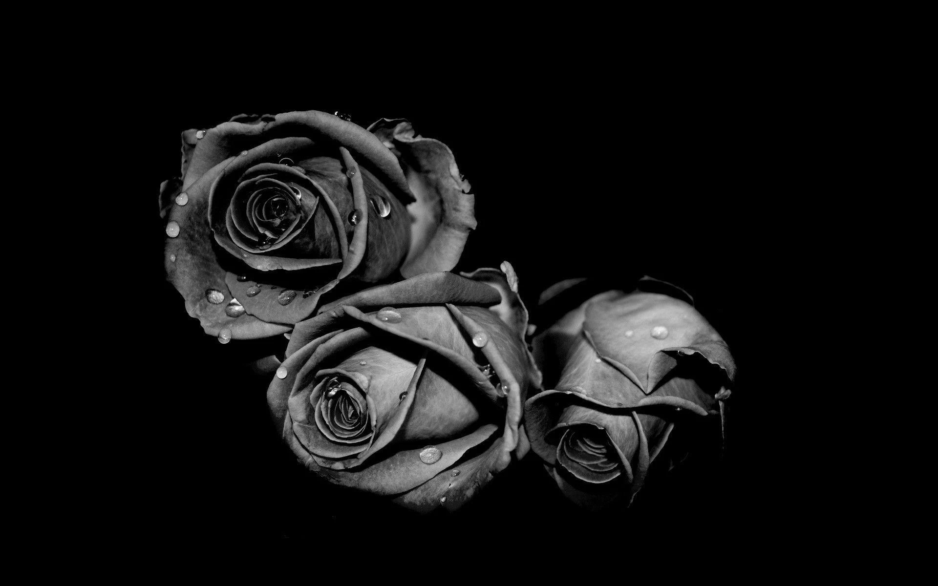 Gray Rose Wallpapers Top Free Gray Rose Backgrounds WallpaperAccess