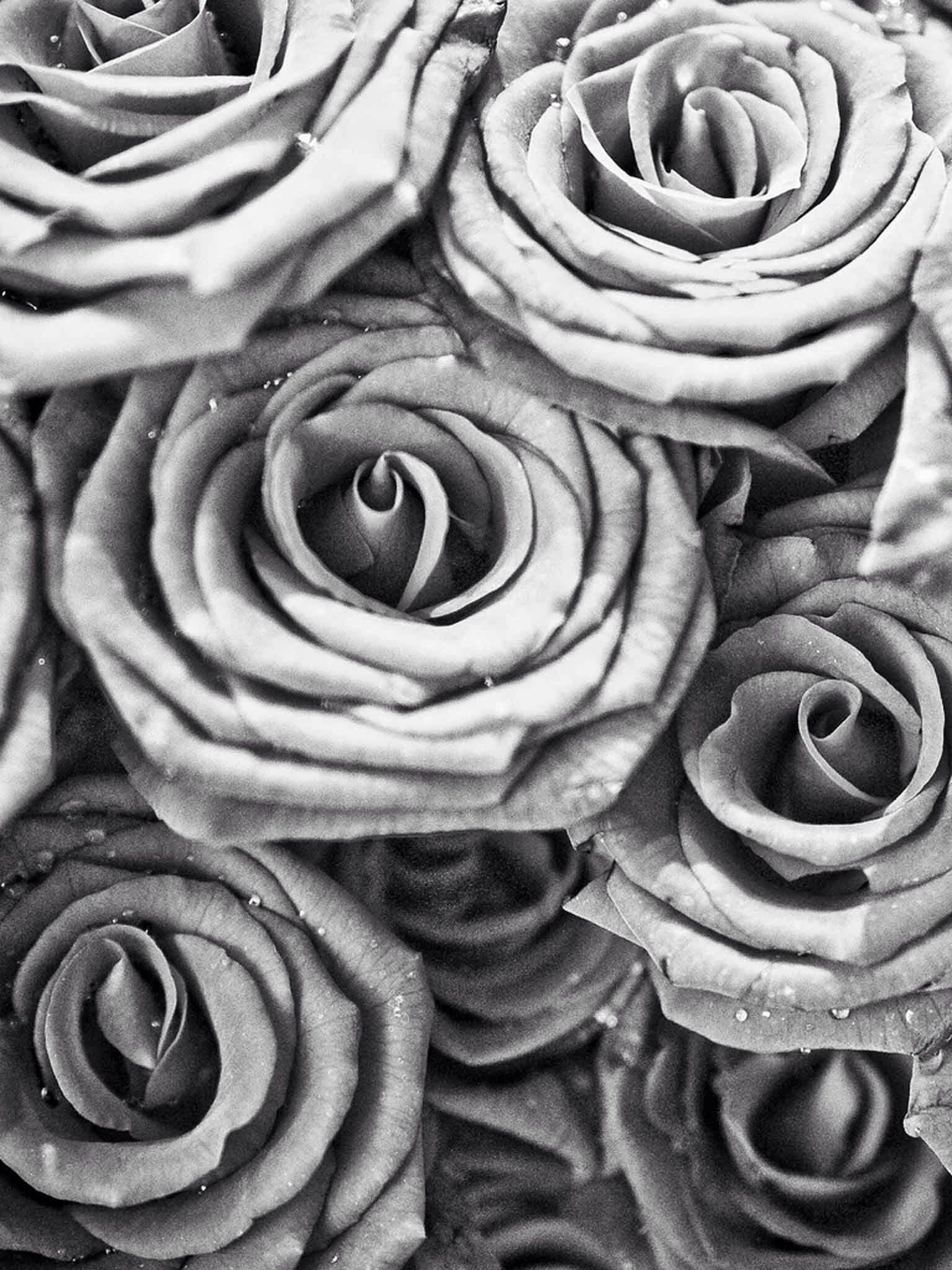 Gray Rose Wallpapers Top Free Gray Rose Backgrounds WallpaperAccess