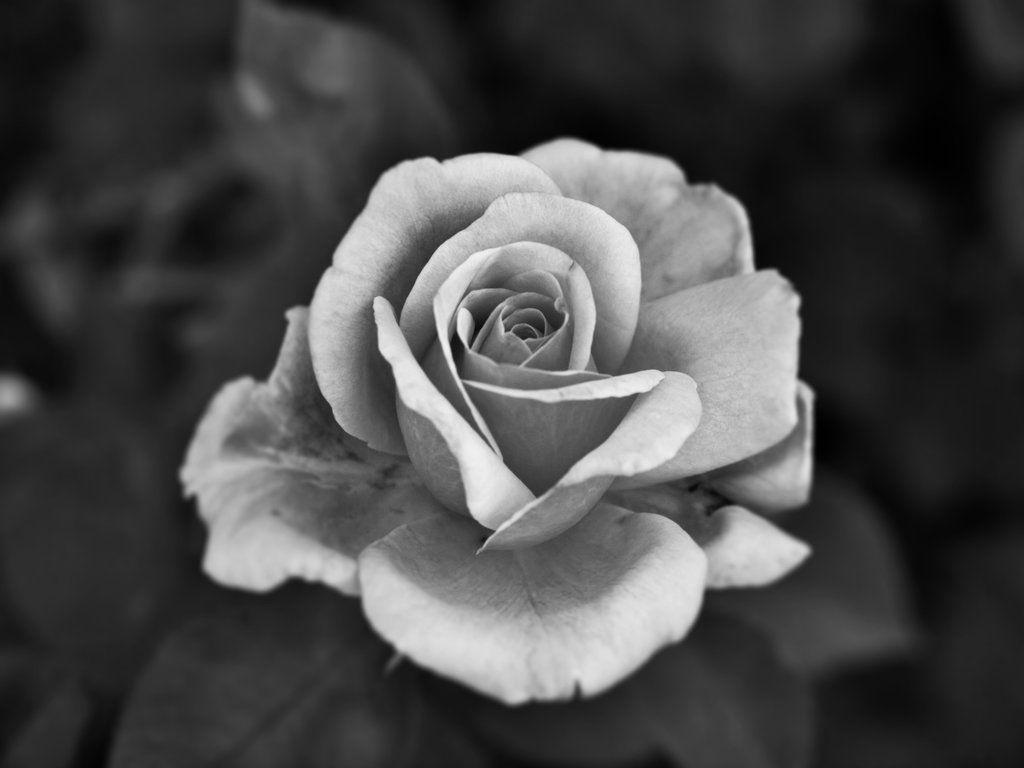 Gray Rose Wallpapers Top Free Gray Rose Backgrounds WallpaperAccess