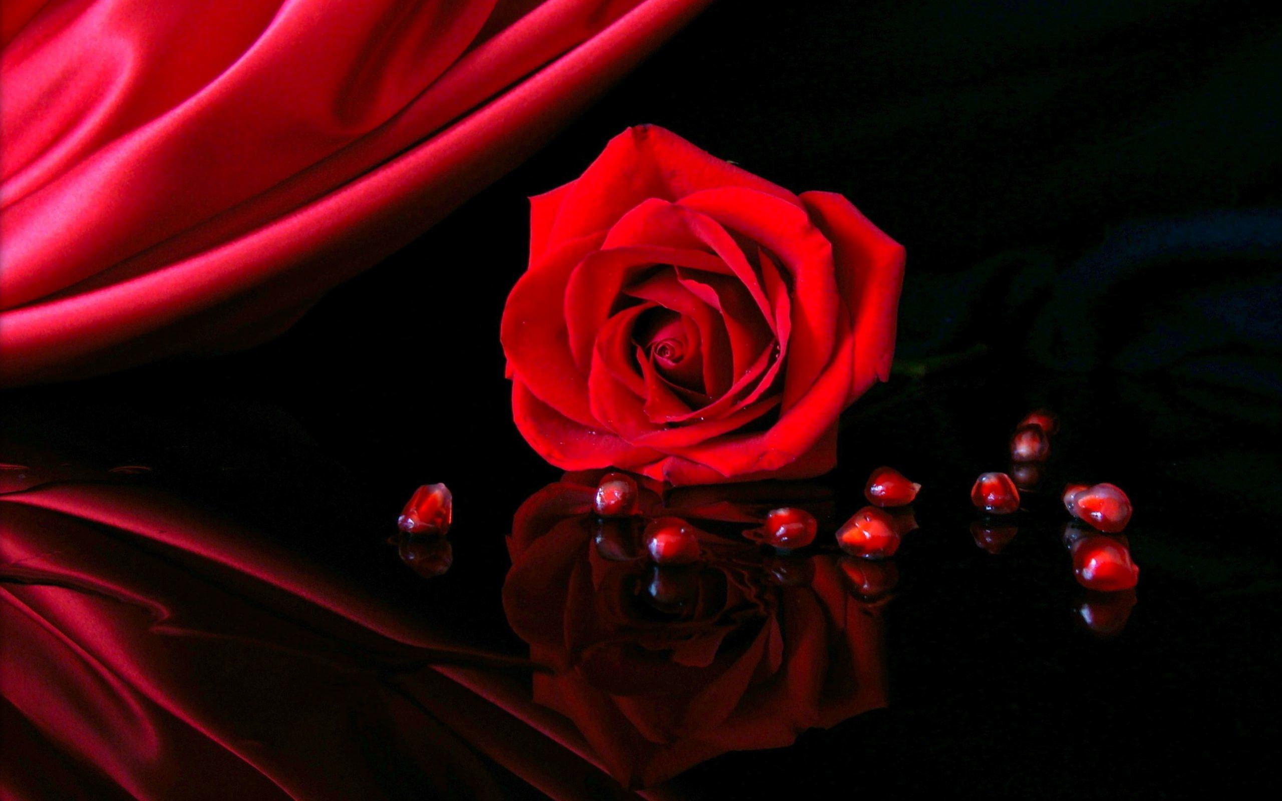 Dark Red Roses Wallpapers Top Free Dark Red Roses Backgrounds