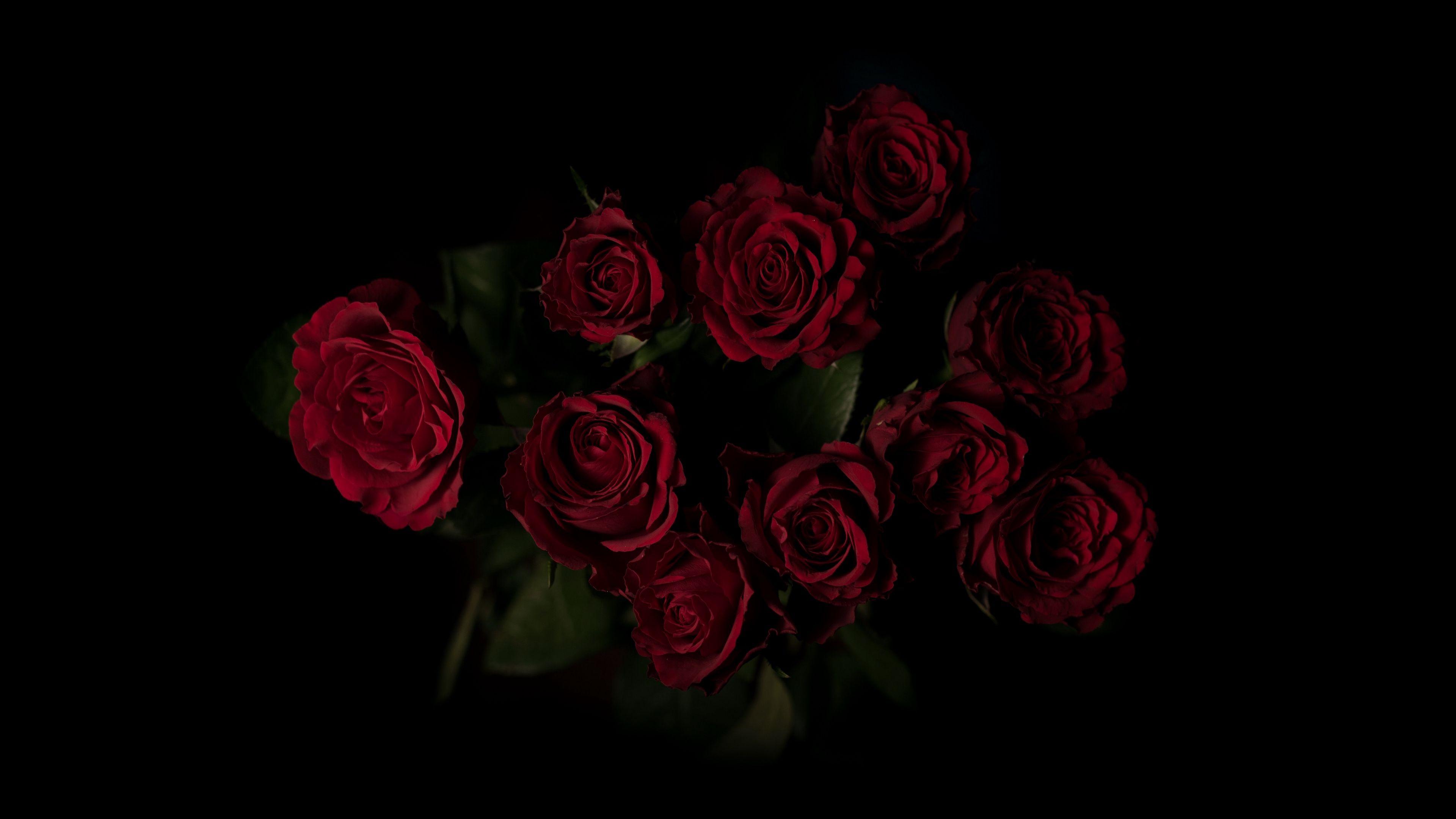 Red Rose 4K Wallpapers Top Free Red Rose 4K Backgrounds WallpaperAccess