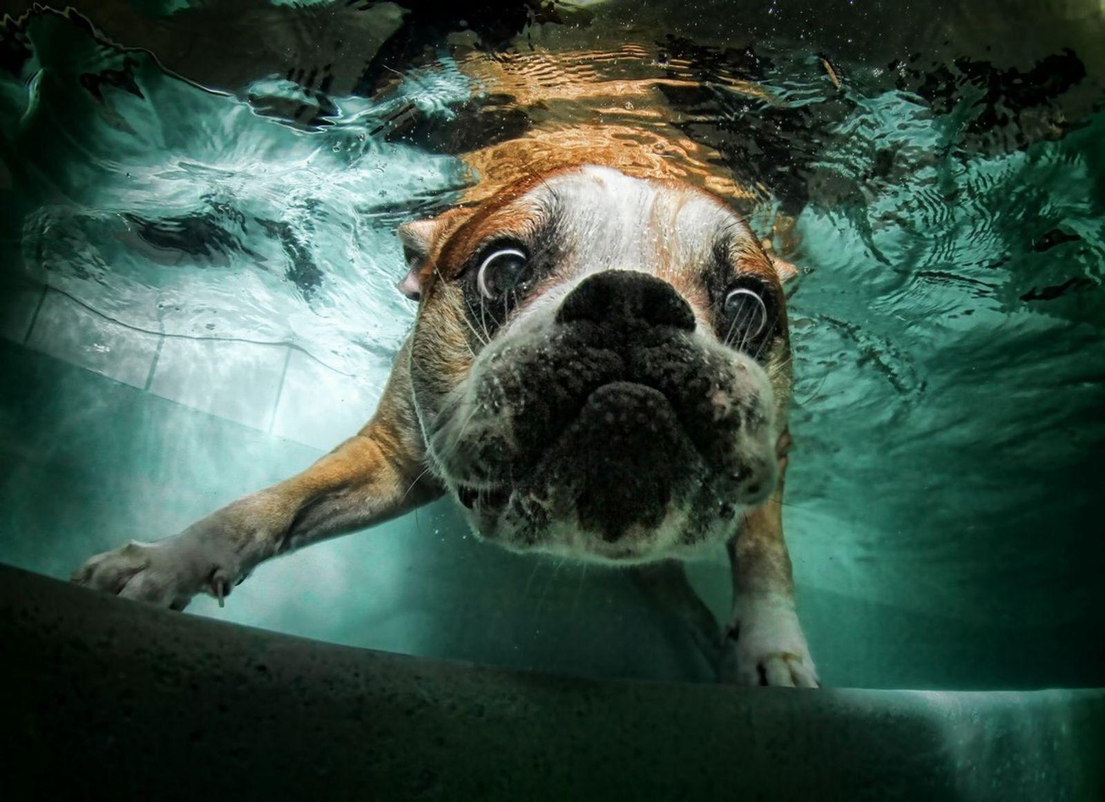 Dog Underwater Wallpapers Top Free Dog Underwater Backgrounds
