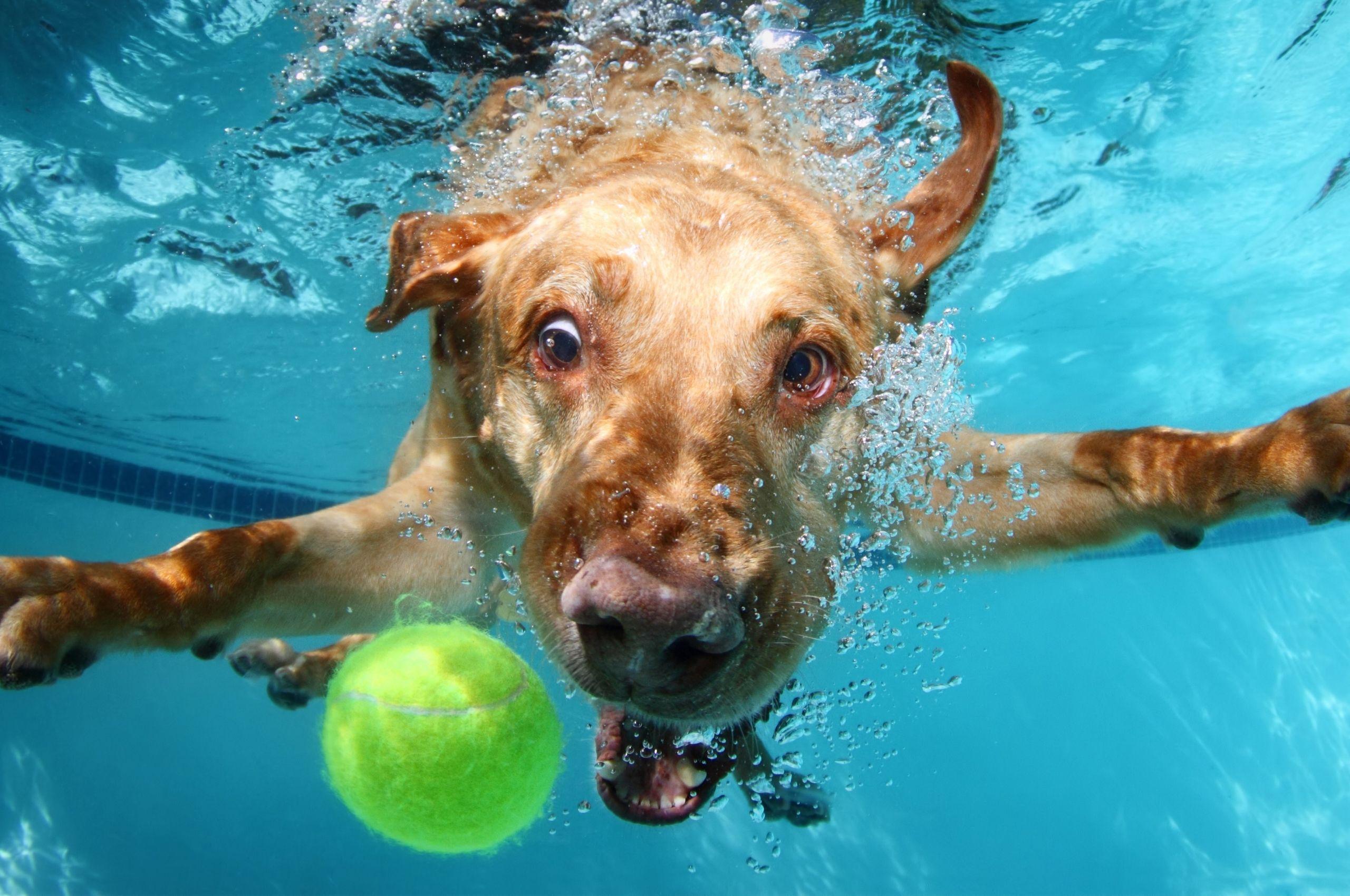 Dogs Underwater Wallpapers Top Free Dogs Underwater Backgrounds