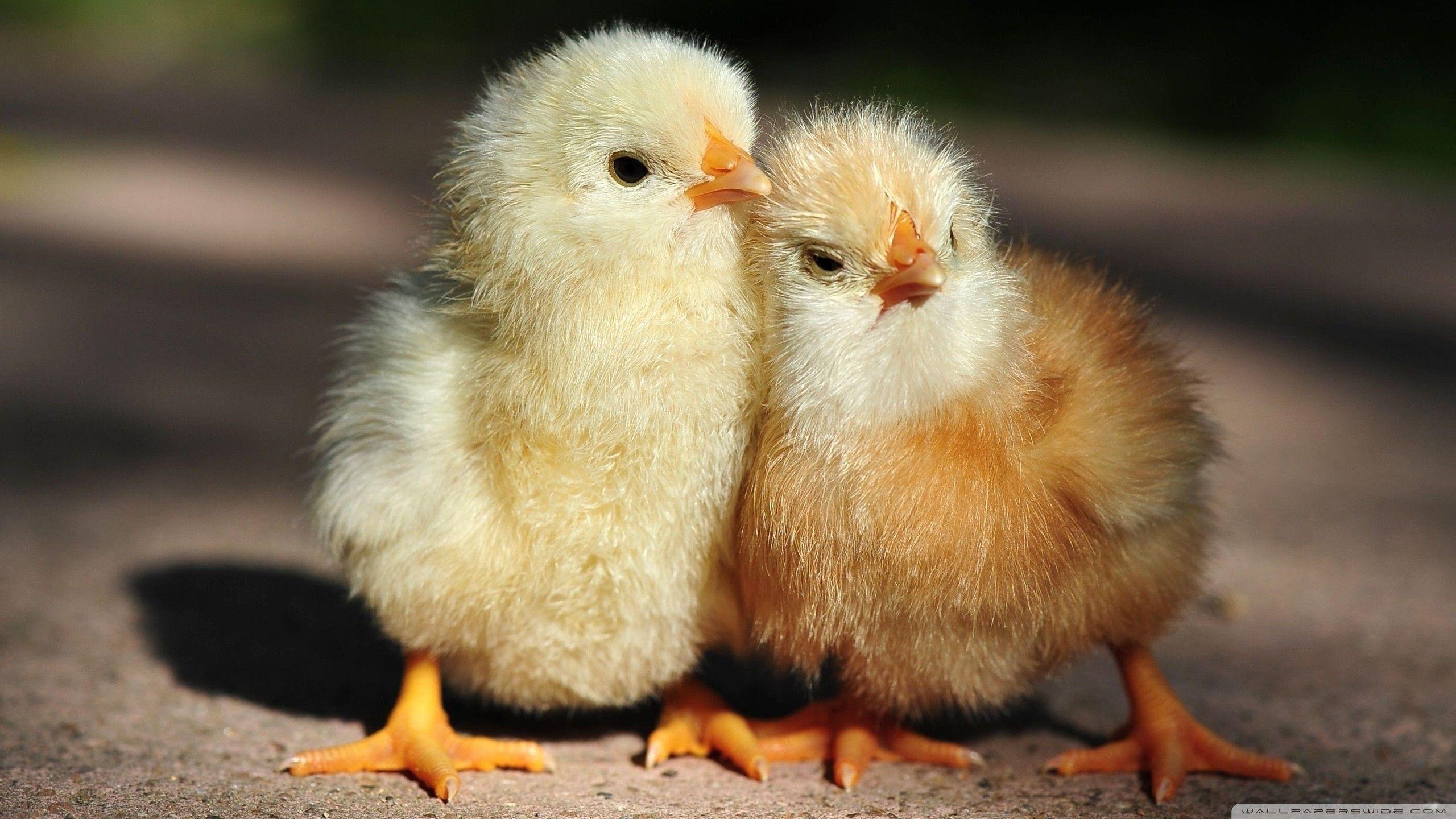 Baby Chick Wallpapers Top Free Baby Chick Backgrounds WallpaperAccess