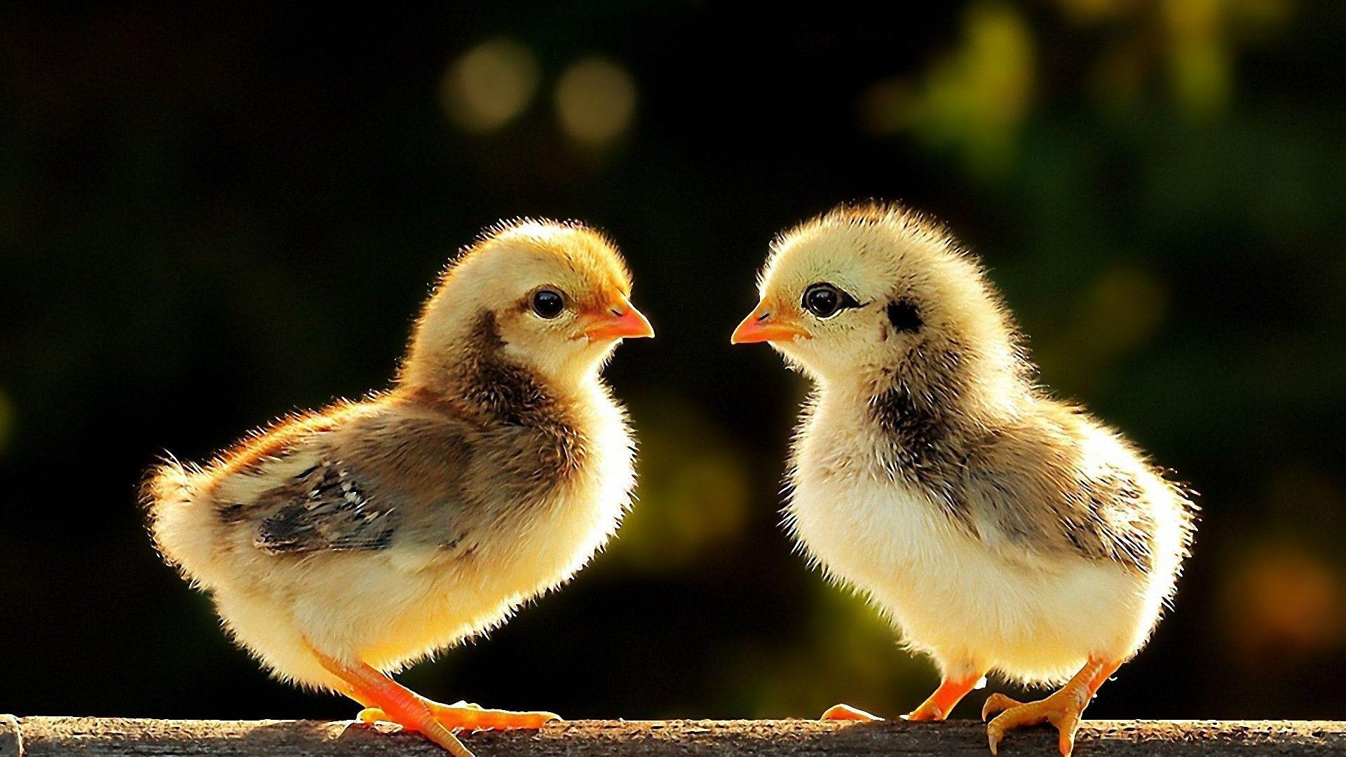 Baby Chick Wallpapers Top Free Baby Chick Backgrounds WallpaperAccess