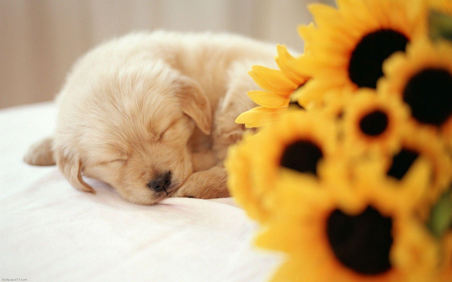 Cute Baby Puppy Wallpapers Top Free Cute Baby Puppy Backgrounds